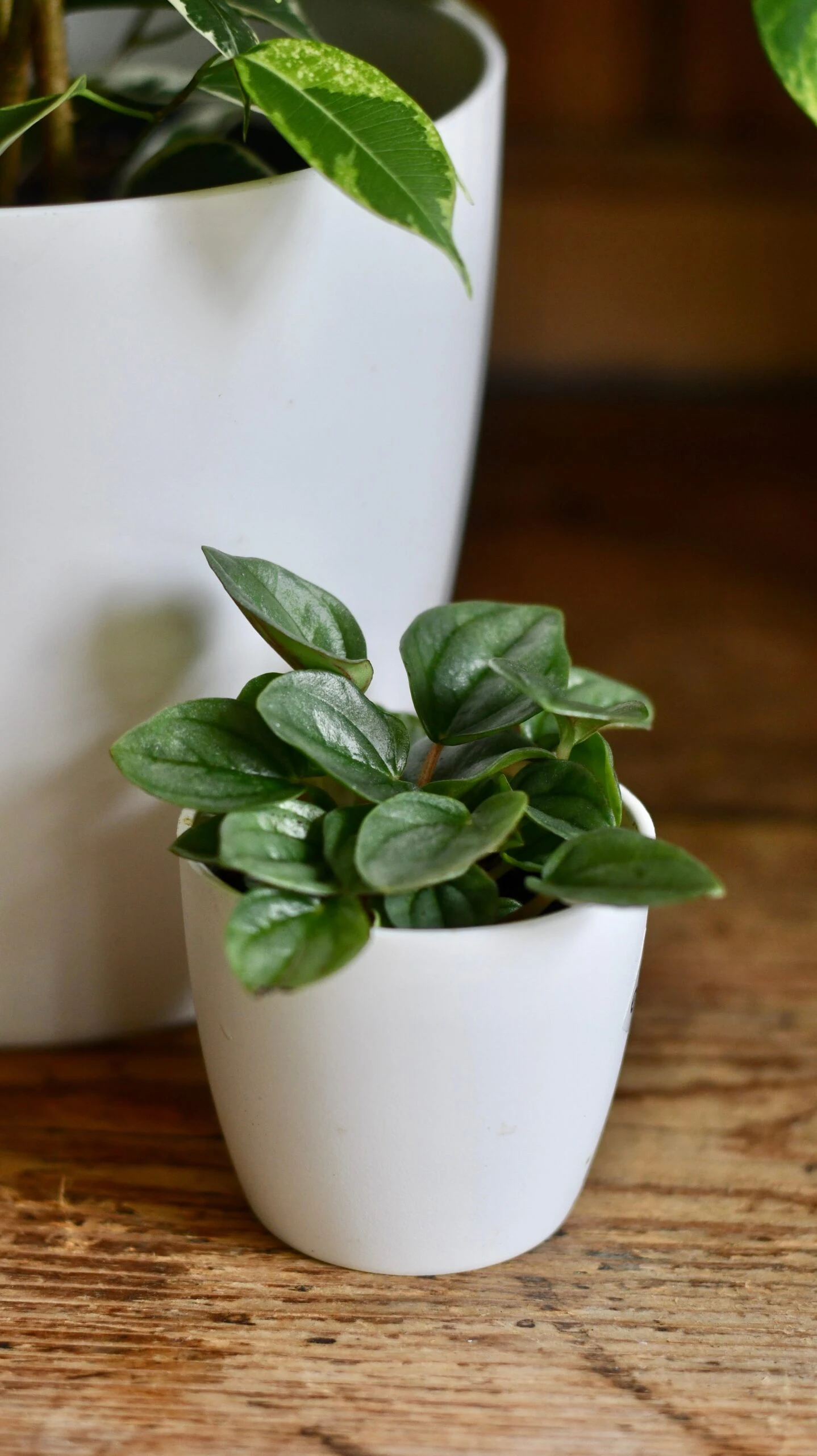 Ficus Golden King & Baby Peperomia Milano Houseplant Gift Set - Image 3