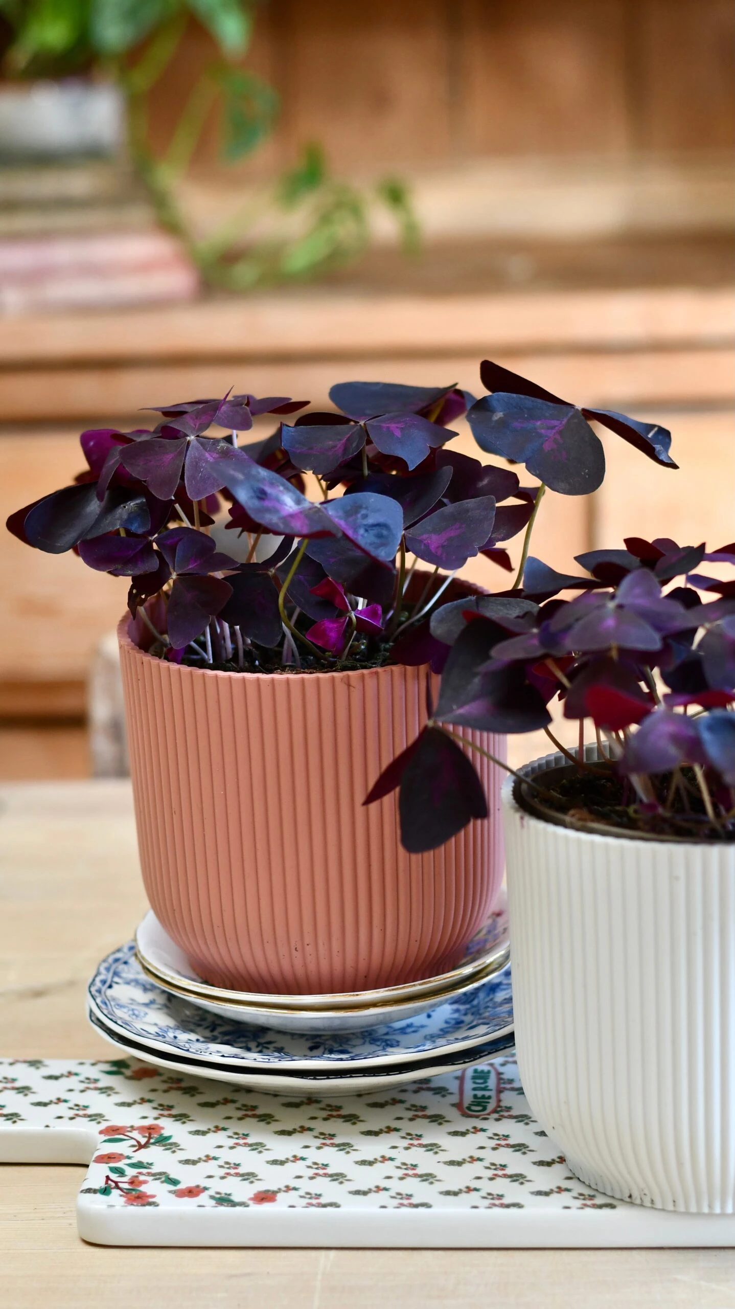 Oxalis Triangularis 'Purple Shamrock’ & Vibes Pot - Image 4