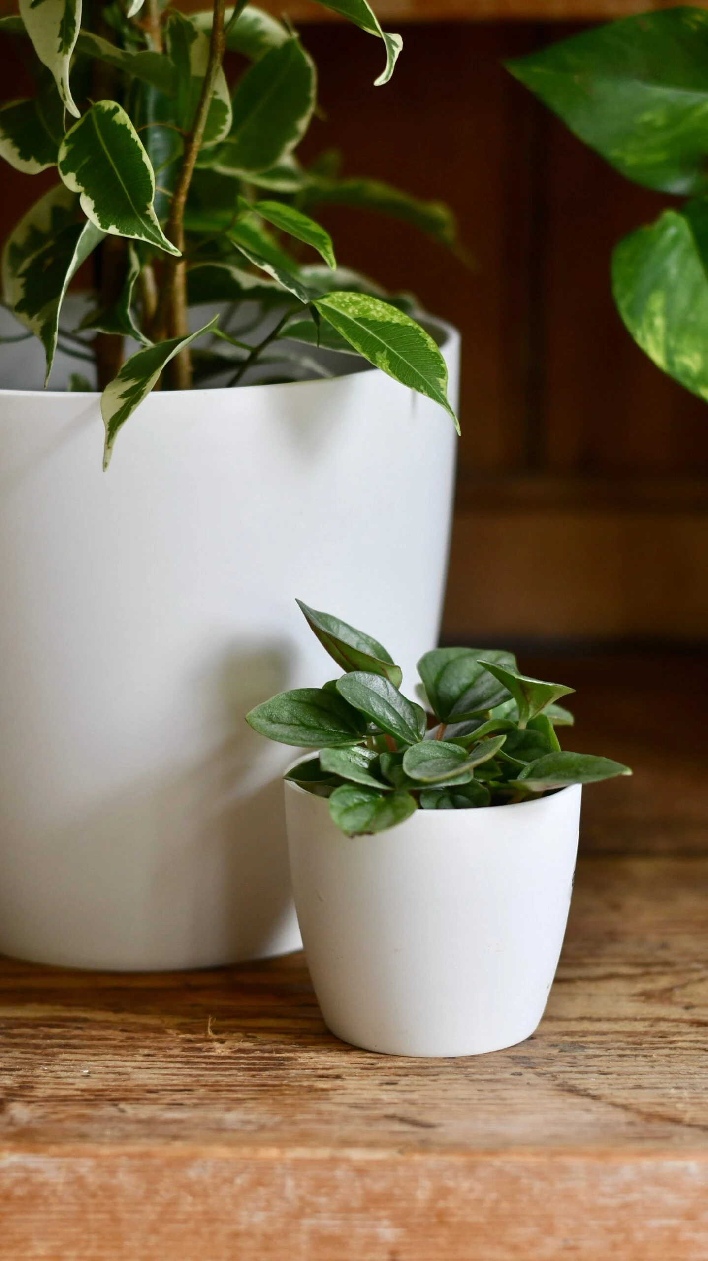 Ficus Golden King & Baby Peperomia Milano Houseplant Gift Set - Image 4
