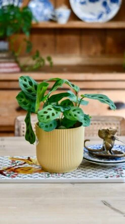 Maranta Kerchoveana (Prayer Plant) & Vibes Pot