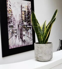 Tivoli Planter Cement D14 H12