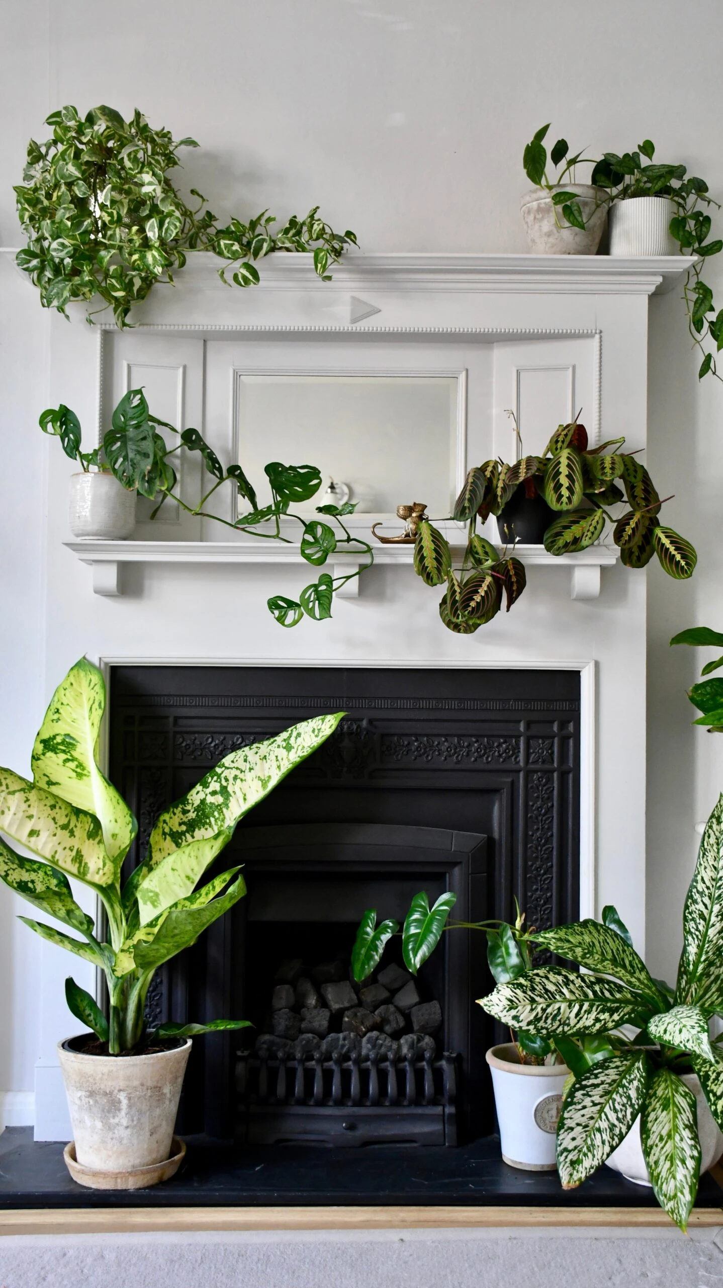 Dieffenbachia Seguine 'Banana' - Image 6