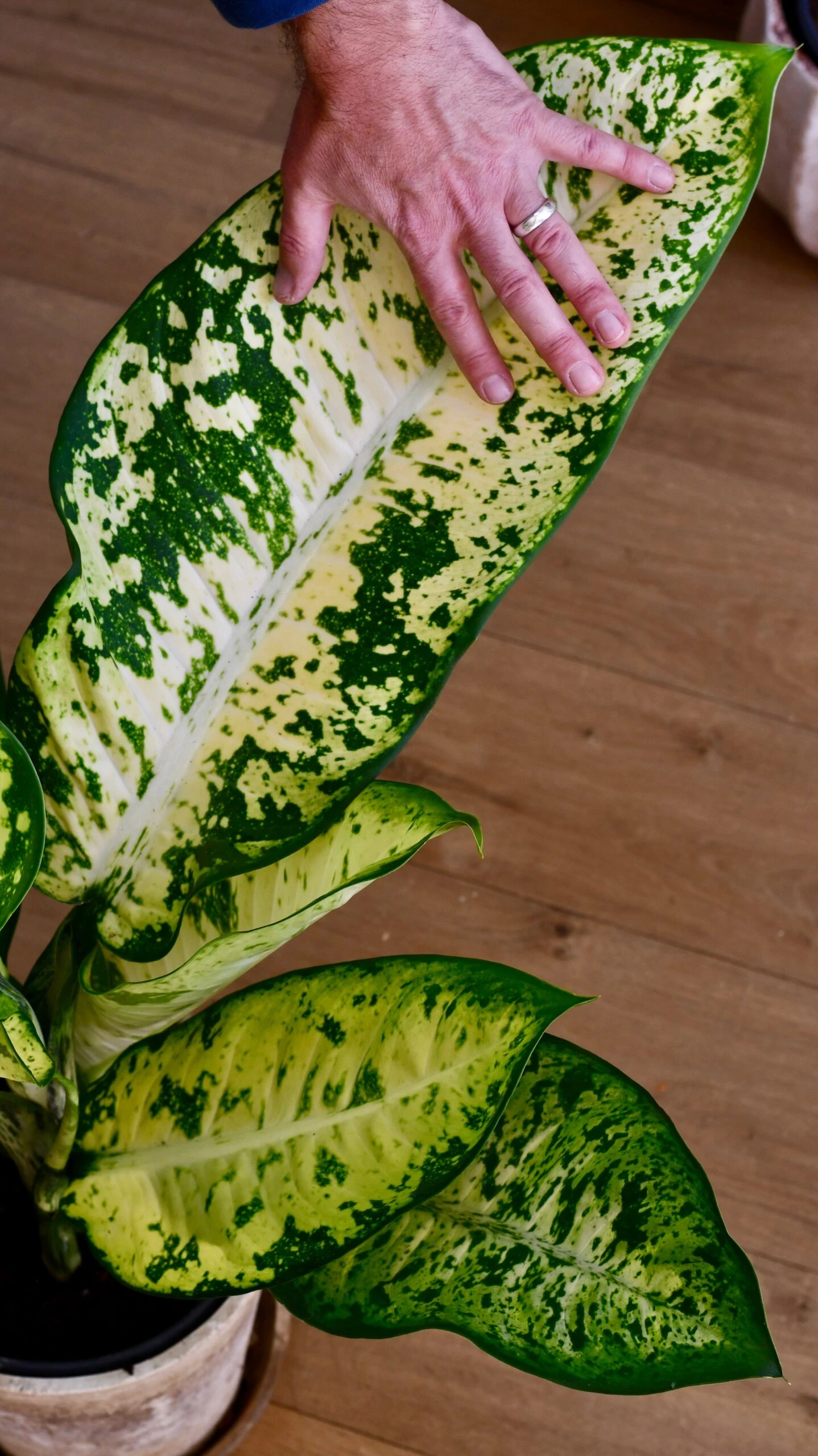 Dieffenbachia Seguine 'Banana' - Image 3