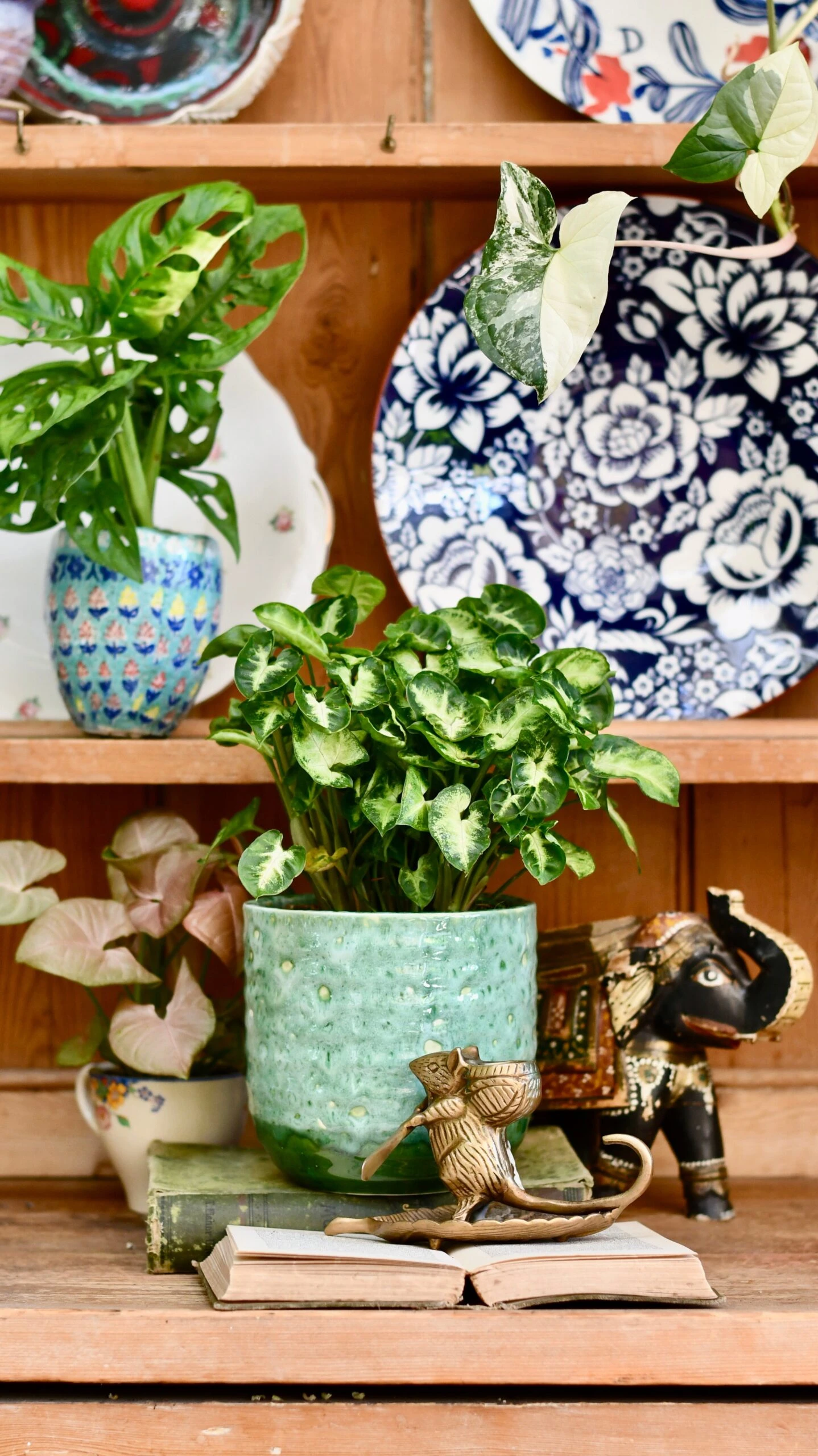 Syngonium Pixie - Arrowhead Plant - Image 2