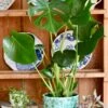 Monstera Deliciosa (Swiss Cheese Plant)