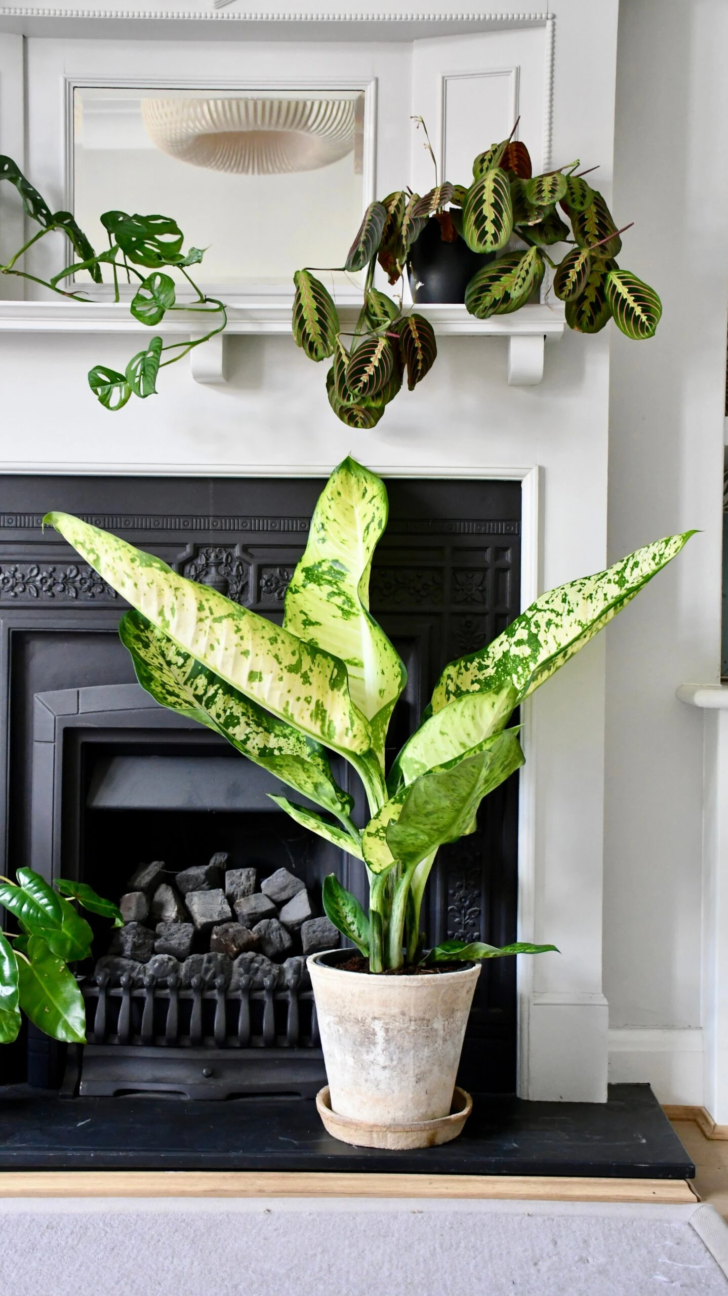 Dieffenbachia Seguine 'Banana' - Image 2