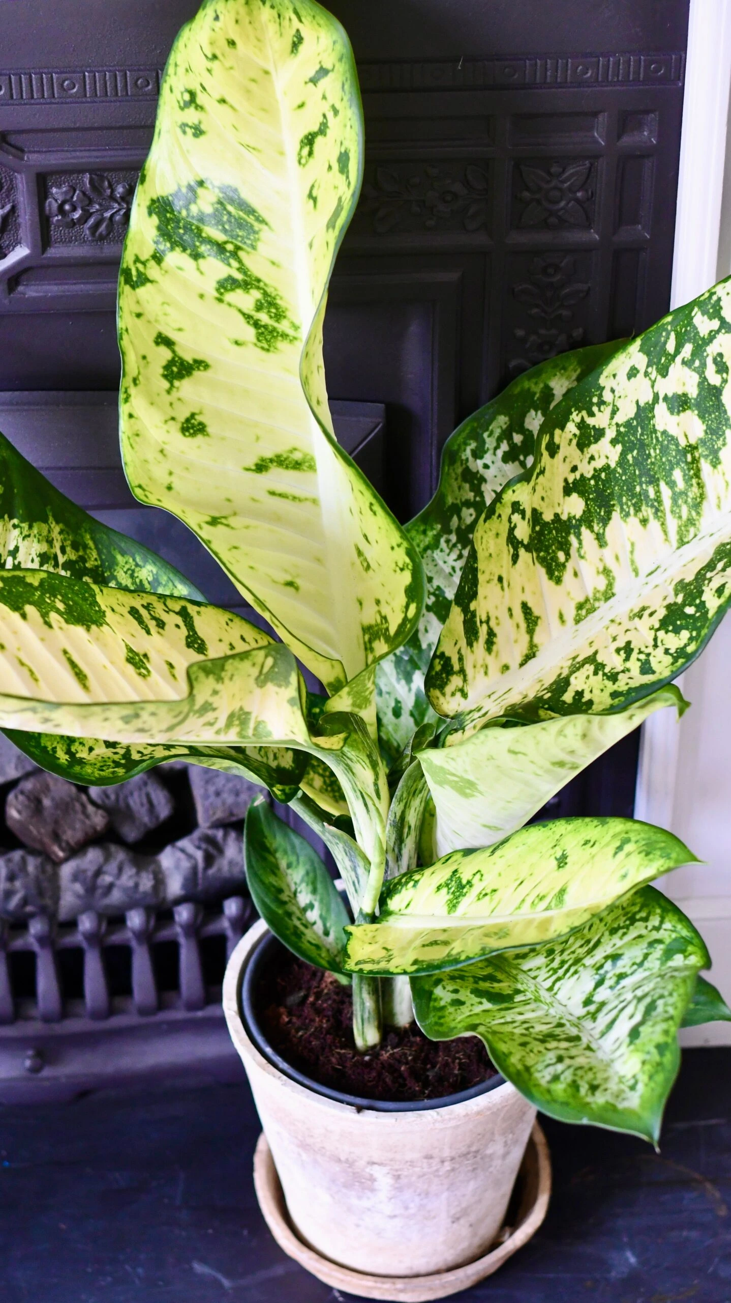 Dieffenbachia Seguine 'Banana' - Image 4