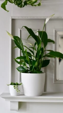 Spathiphyllum Verdi, Peace Lilly & Pot