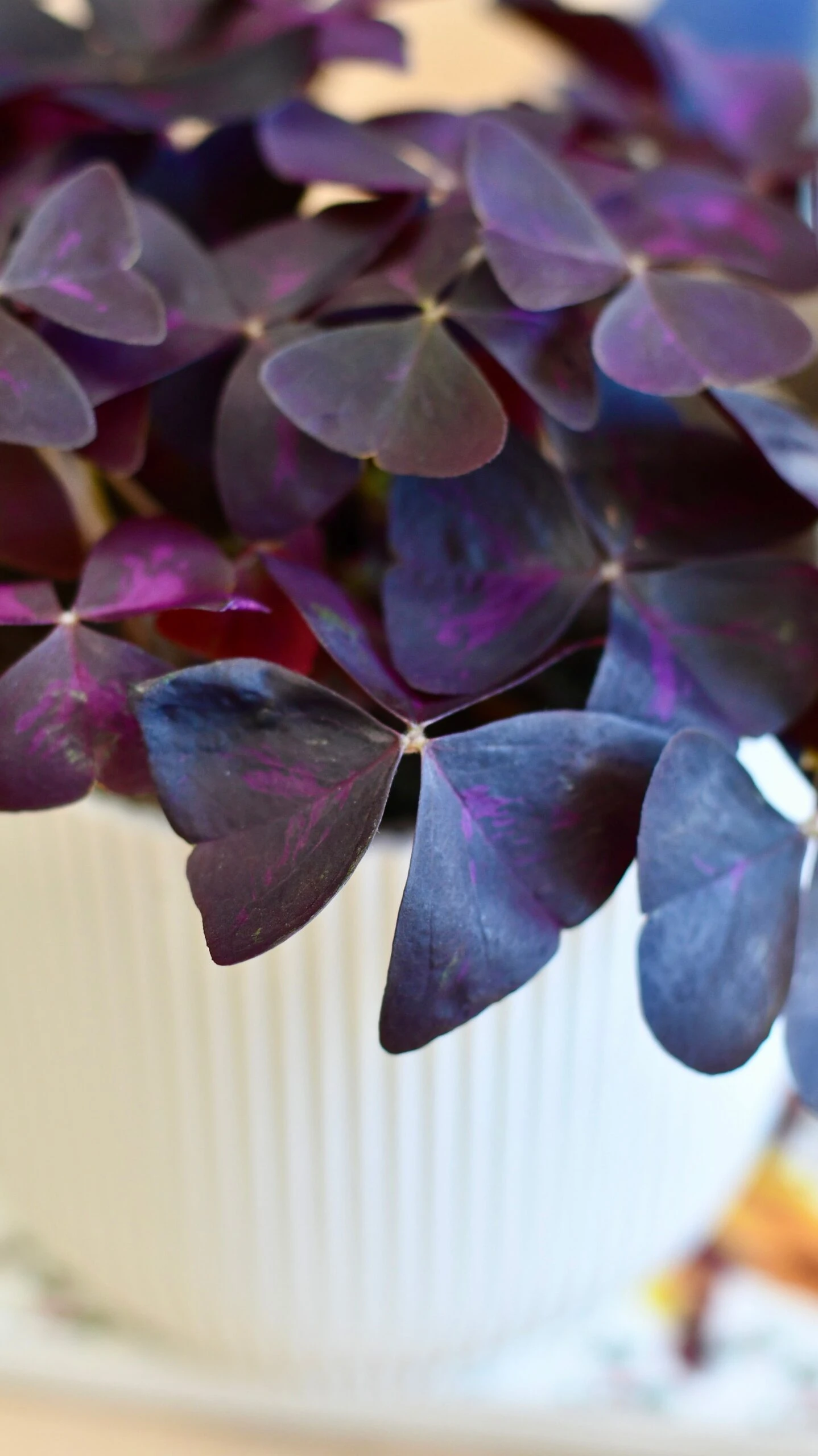 Oxalis Triangularis 'Purple Shamrock’ & Vibes Pot - Image 2