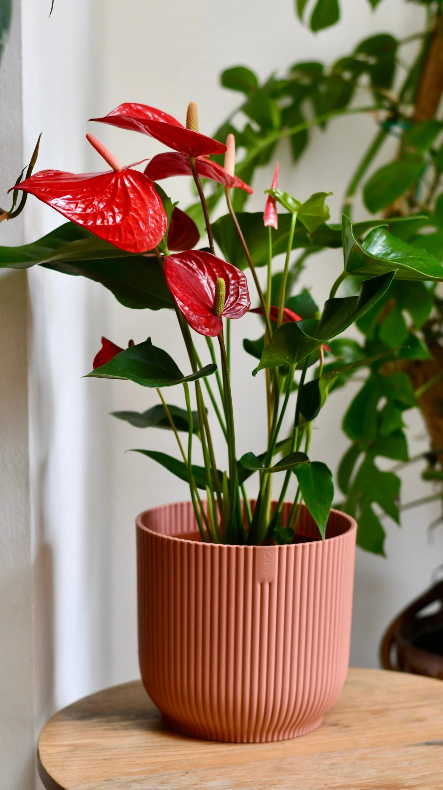 Red Anthurium Andraeanum & Vibes Pot | Flamingo Flower - Image 3