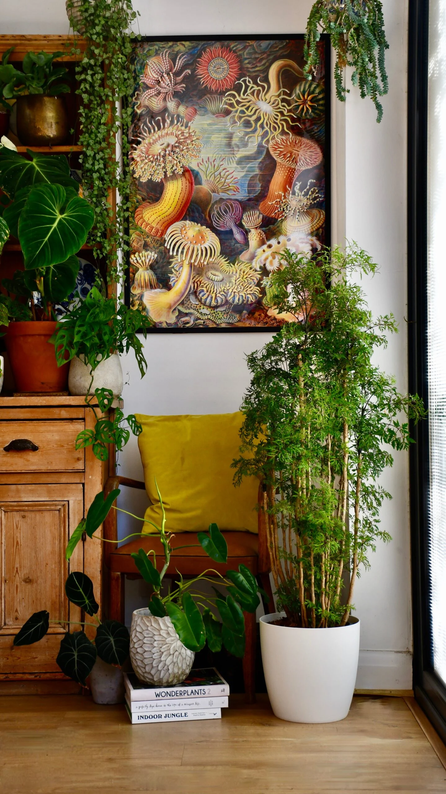 Polyscias Ming Or Aralia Ming - Image 9