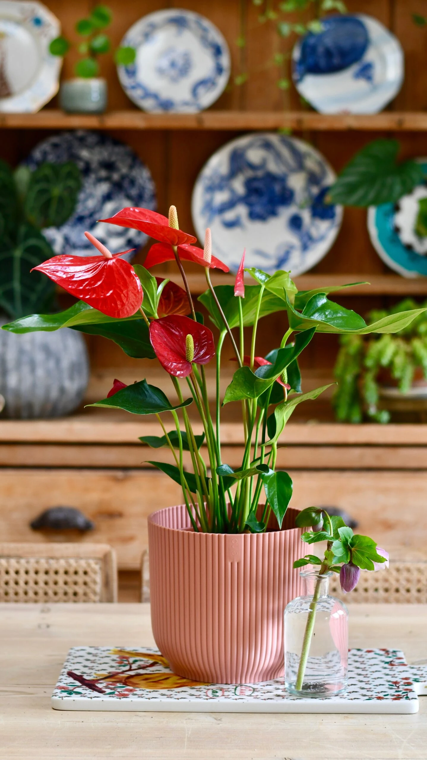 Red Anthurium Andraeanum & Vibes Pot | Flamingo Flower - Image 2
