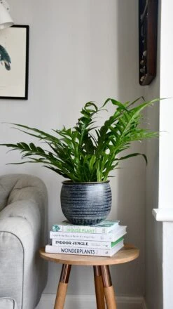 Aglaomorpha Coronans 'Snake Leaf Fern’ & Tembesi Pot