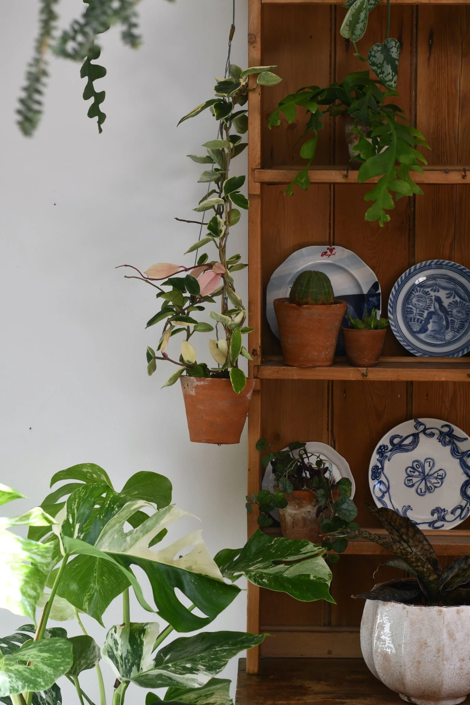 Hoya Carnosa Tricolour - Image 3