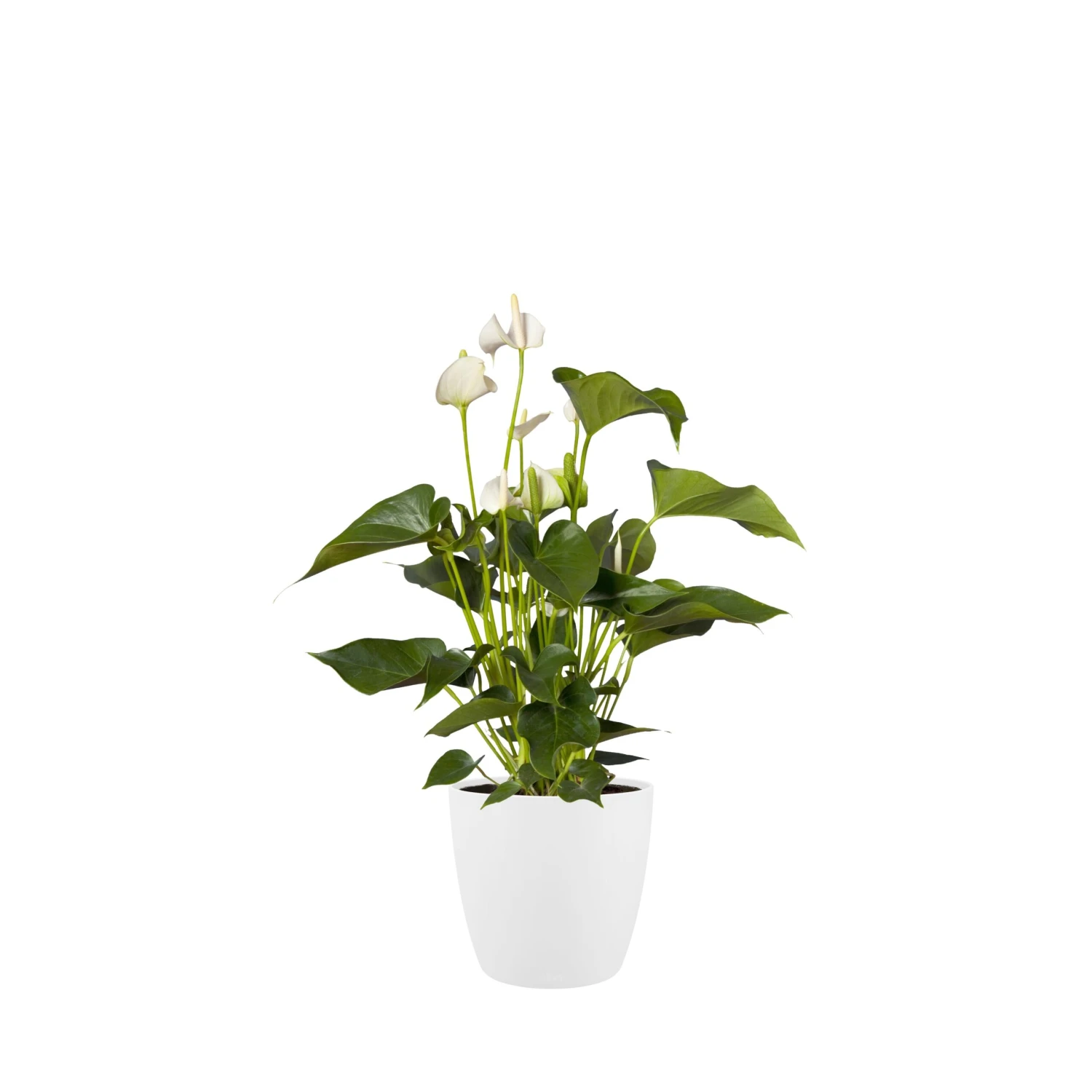 Brussels Round Plant Pot 16cm - Image 7