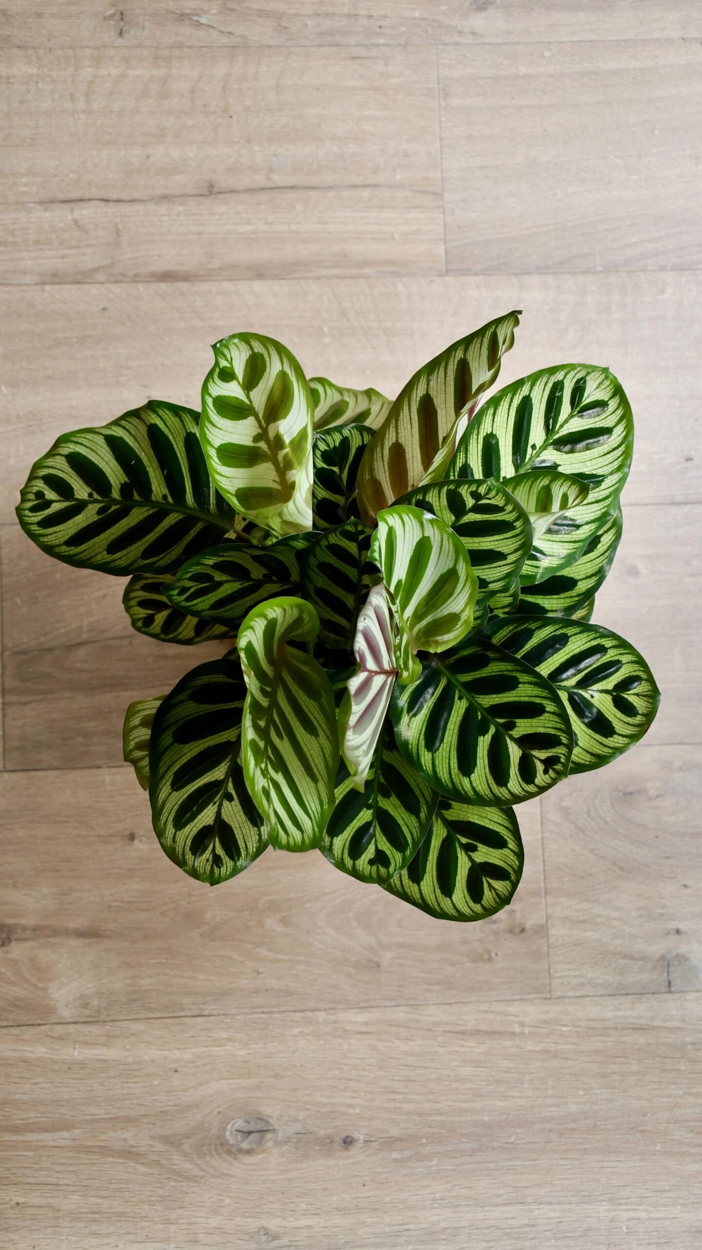Calathea Makoyana & Gold Tembesi Etched Planter - Image 2