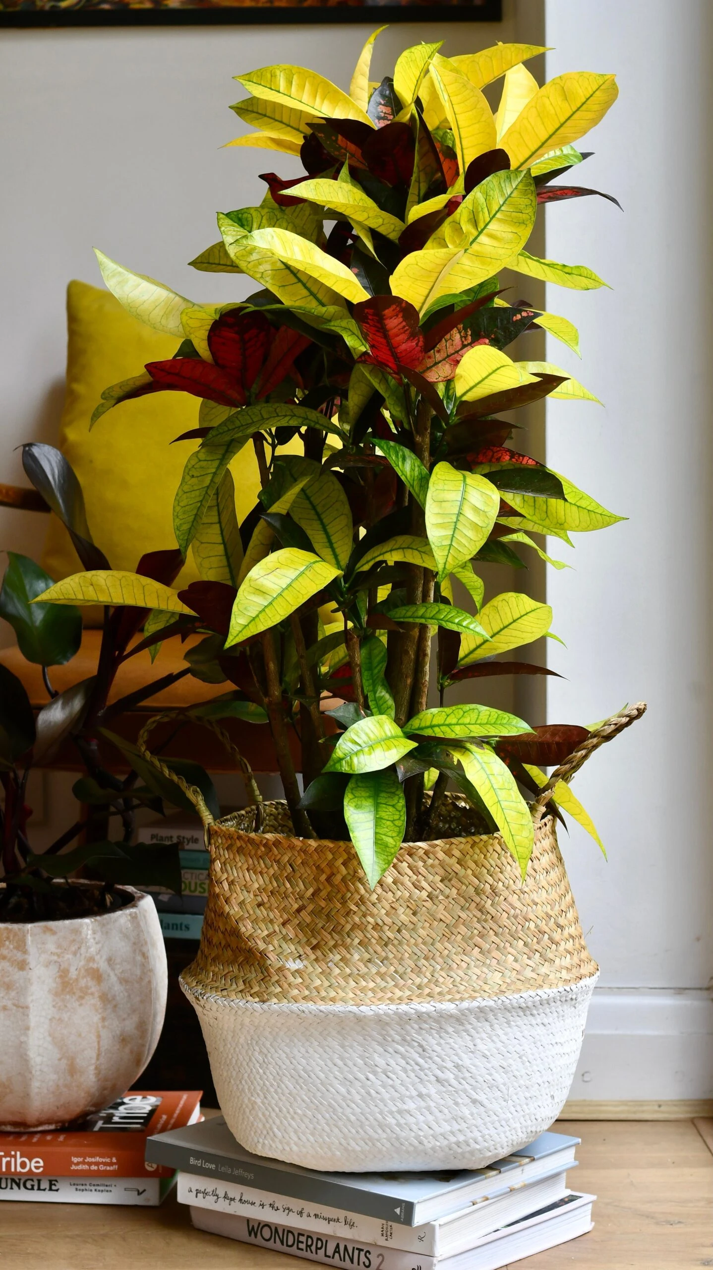 Codiaeum Variegatum 'Mrs Icetonâ - Image 5