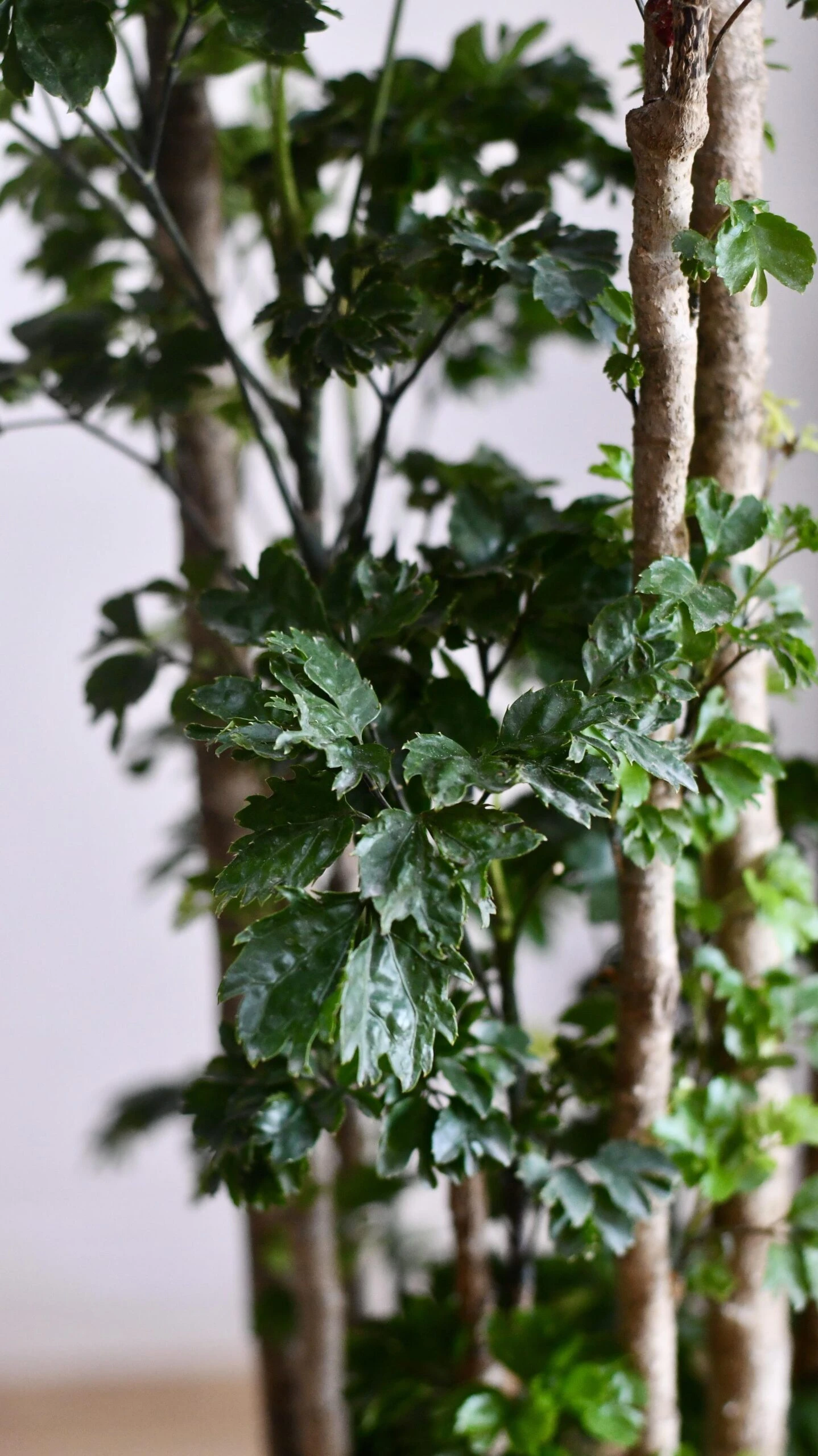 Polyscias Roble, Aralia Roble - Image 7