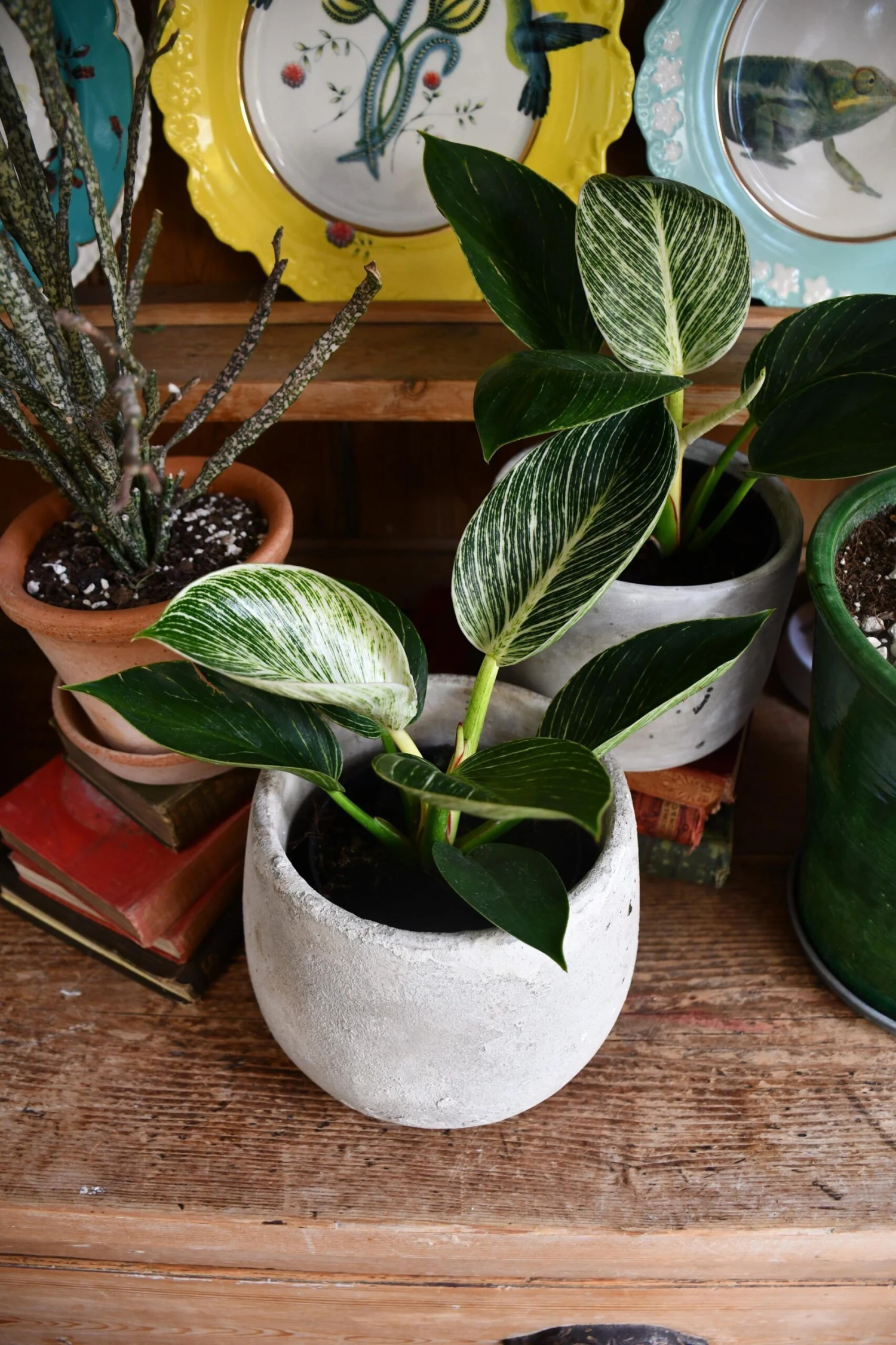 Philodendron Birkin - White Measure - Image 4