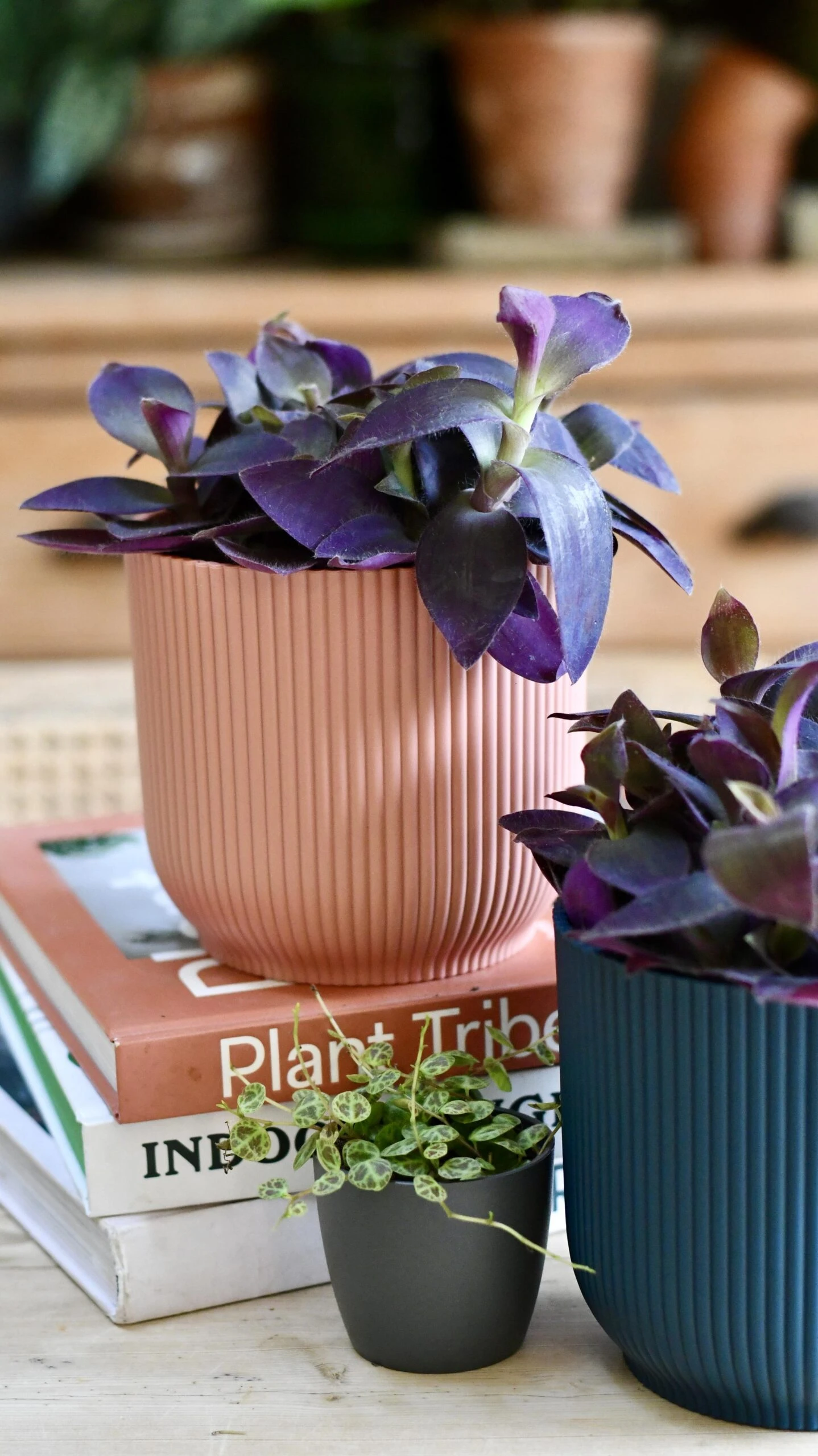 Tradescantia Pallida 'Purpurea' (Purple Heart) & Vibes Pot - Image 4