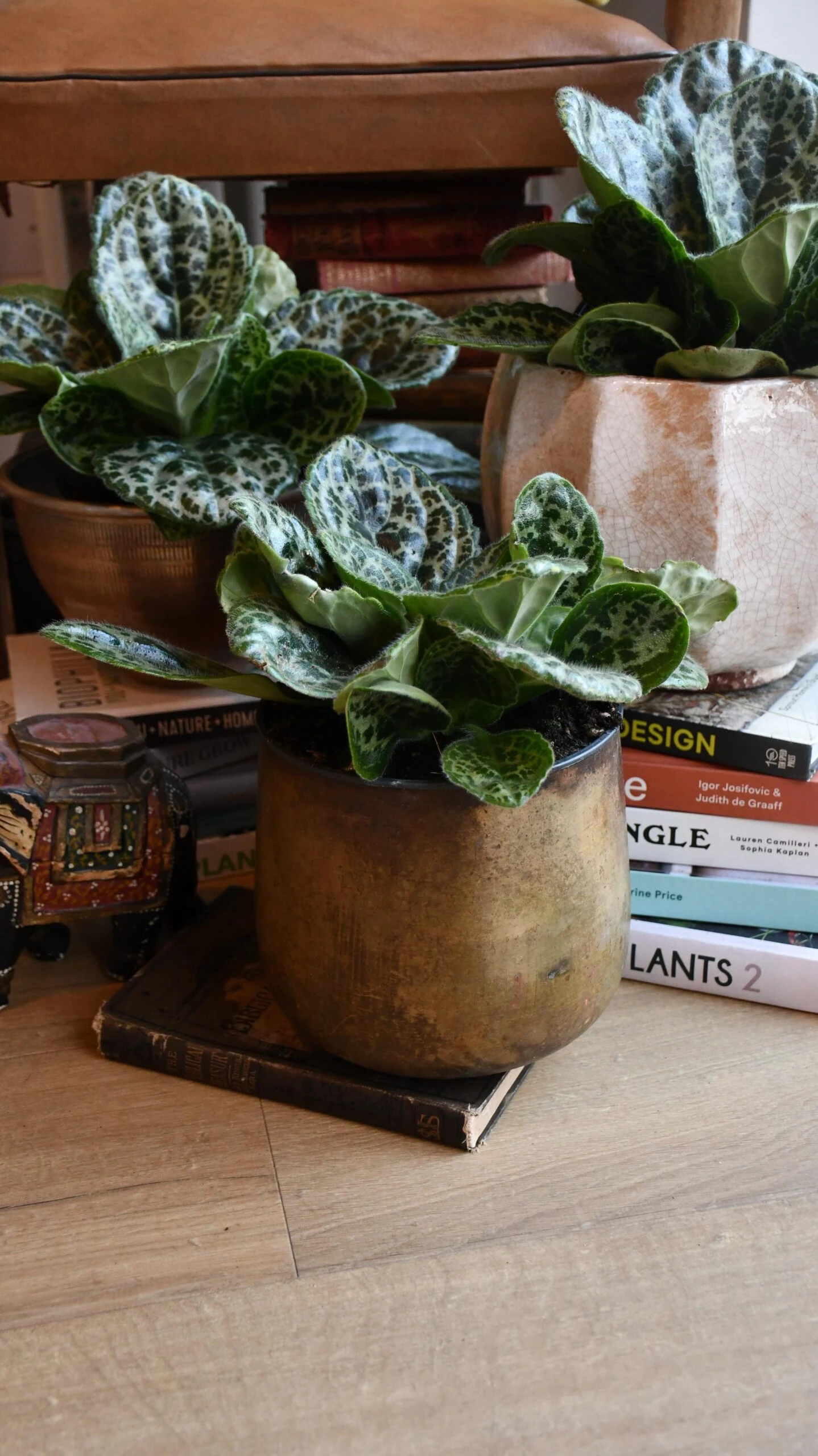 Streptocarpus Pretty Turtle - Image 9