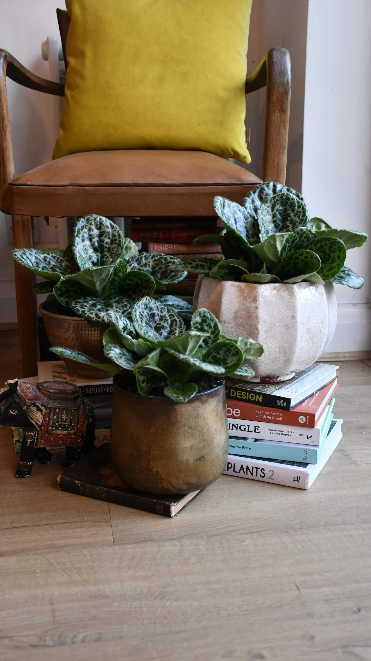 Streptocarpus Pretty Turtle - Image 10