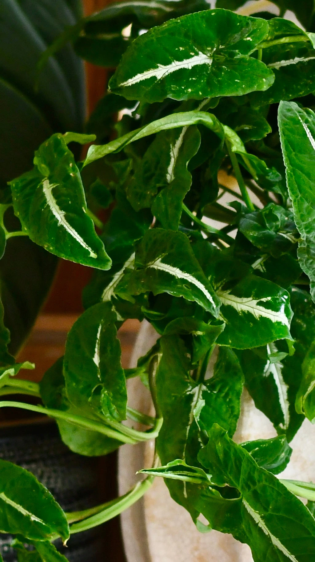 Large Syngonium Wendandii - Image 4