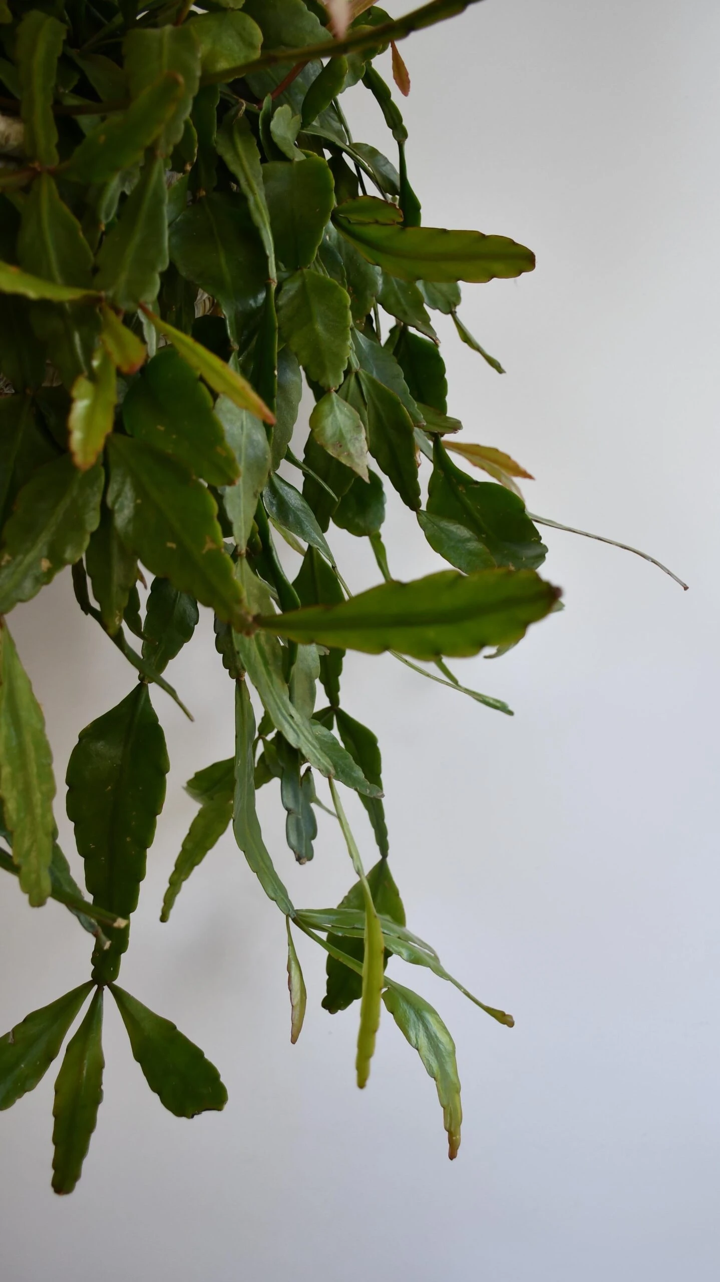 Large Rhipsalis Elliptica - Image 3