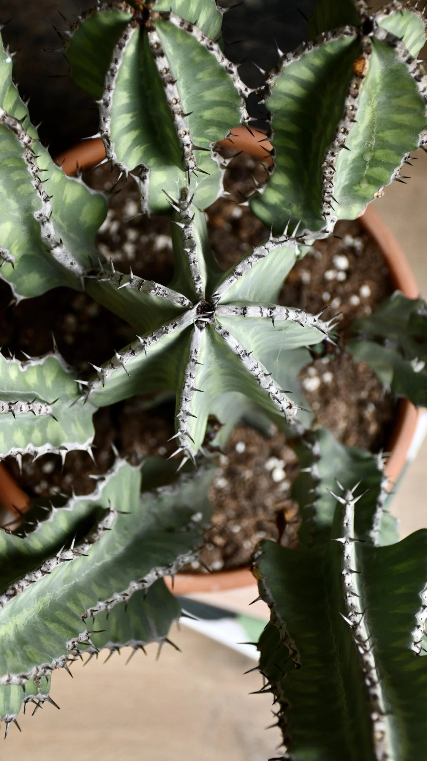 Euphorbia Cooperi - Image 6