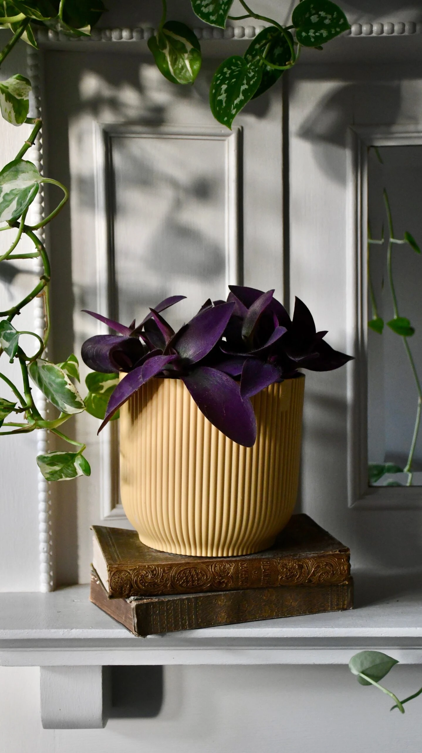 Tradescantia Pallida 'Purpurea' (Purple Heart) & Vibes Pot - Image 3