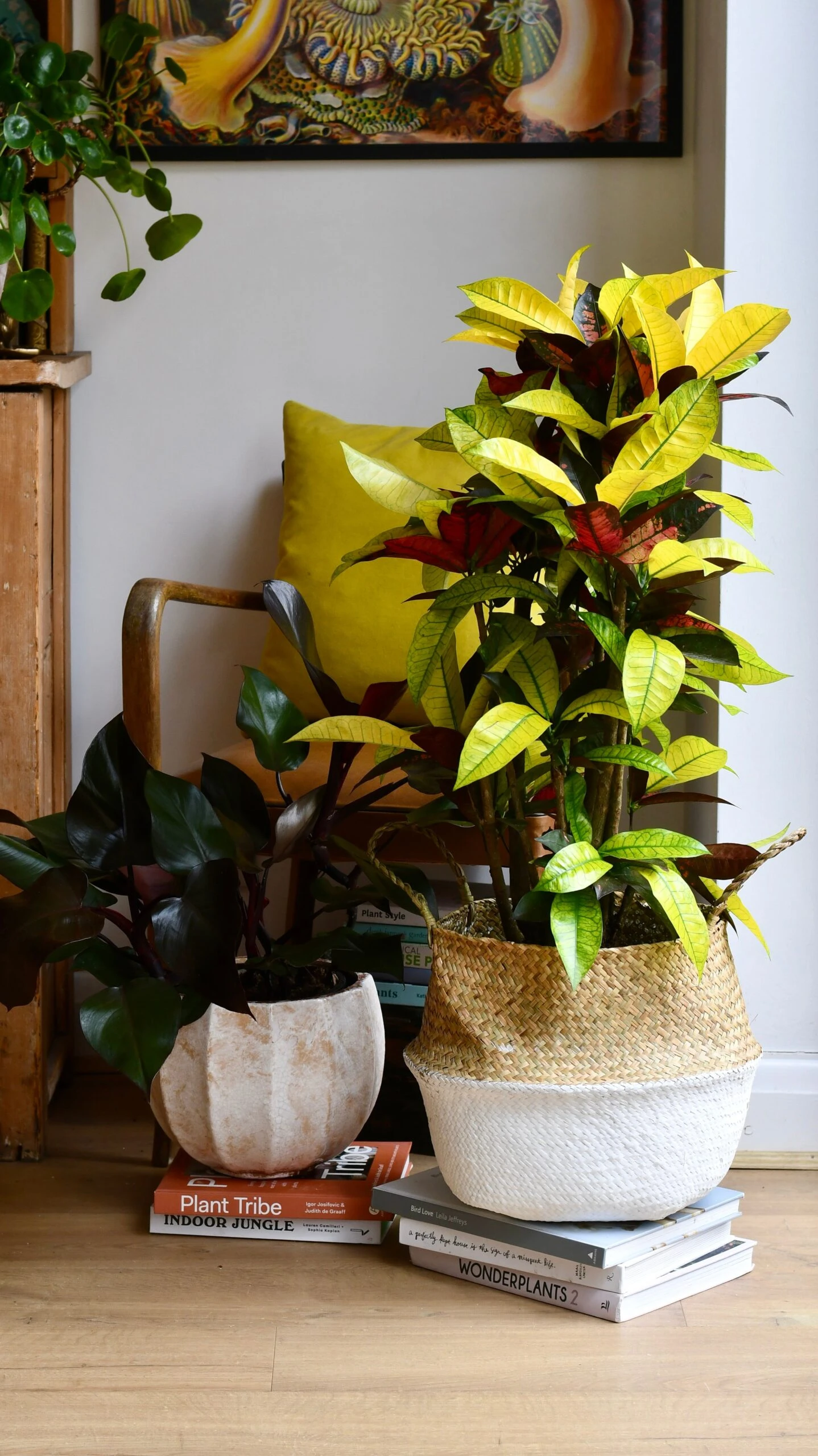 Codiaeum Variegatum 'Mrs Icetonâ - Image 2