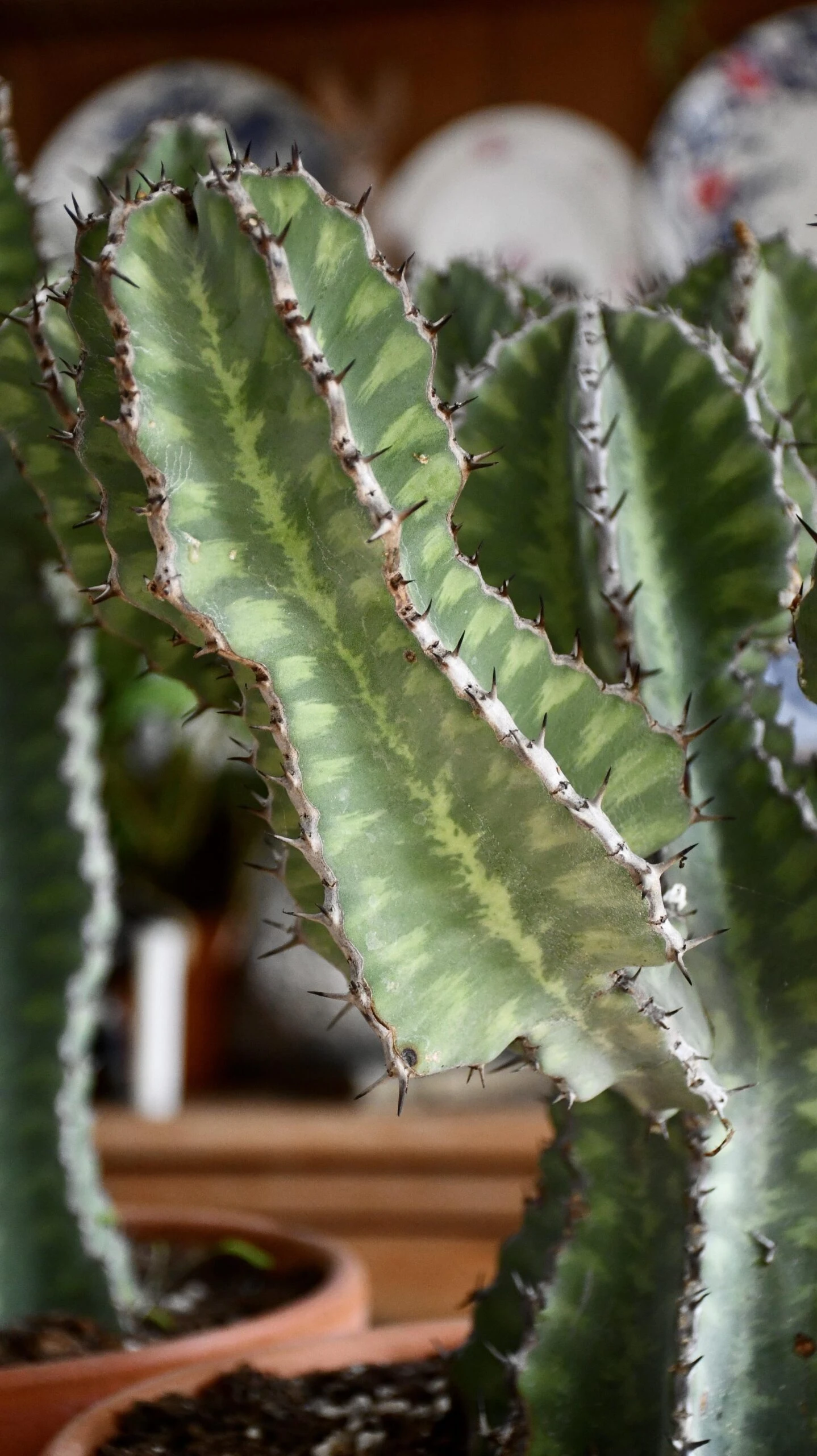 Euphorbia Cooperi - Image 9