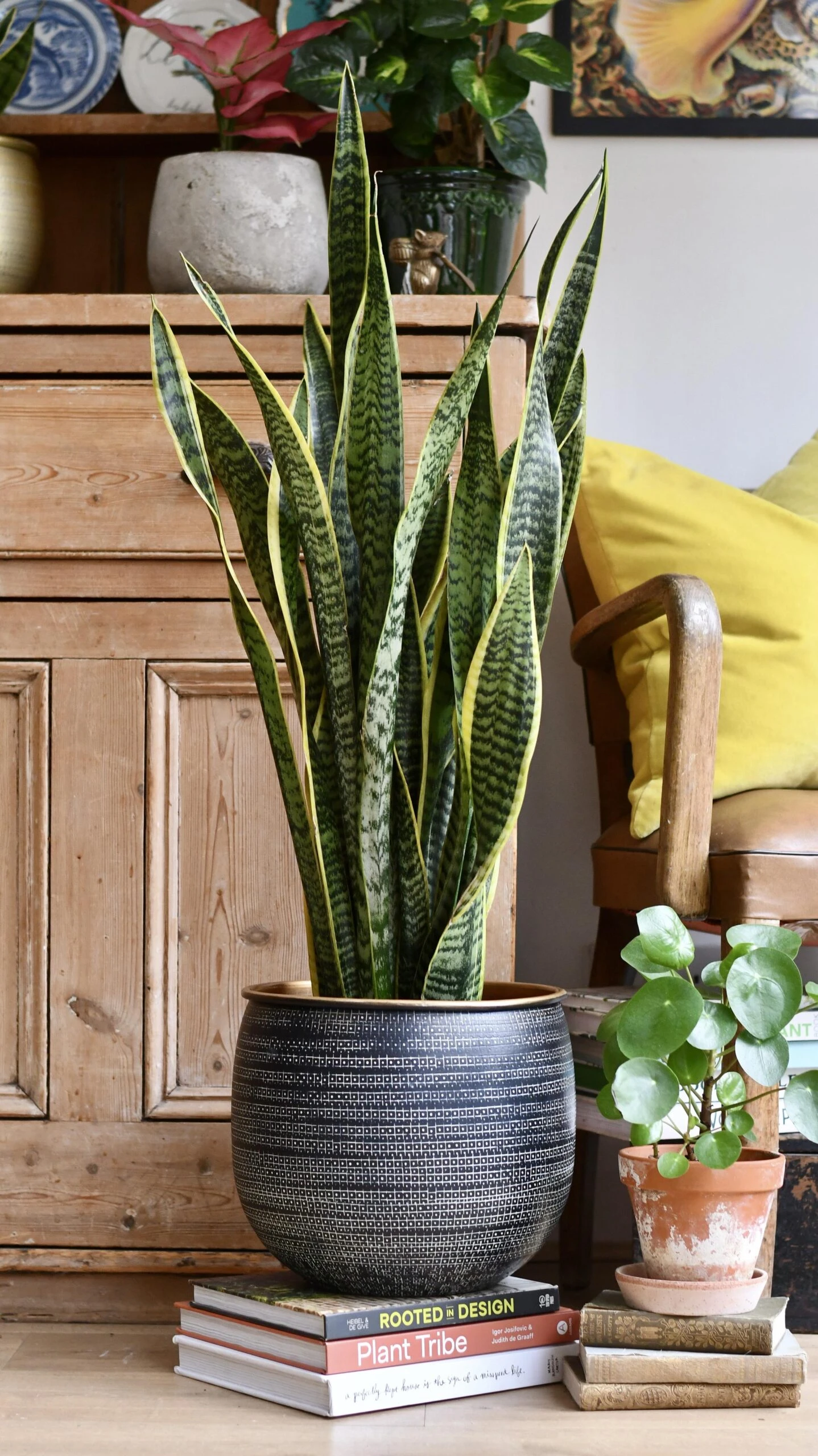 Sansevieria Trifasciata Laurentii & Brass Pot - Image 2