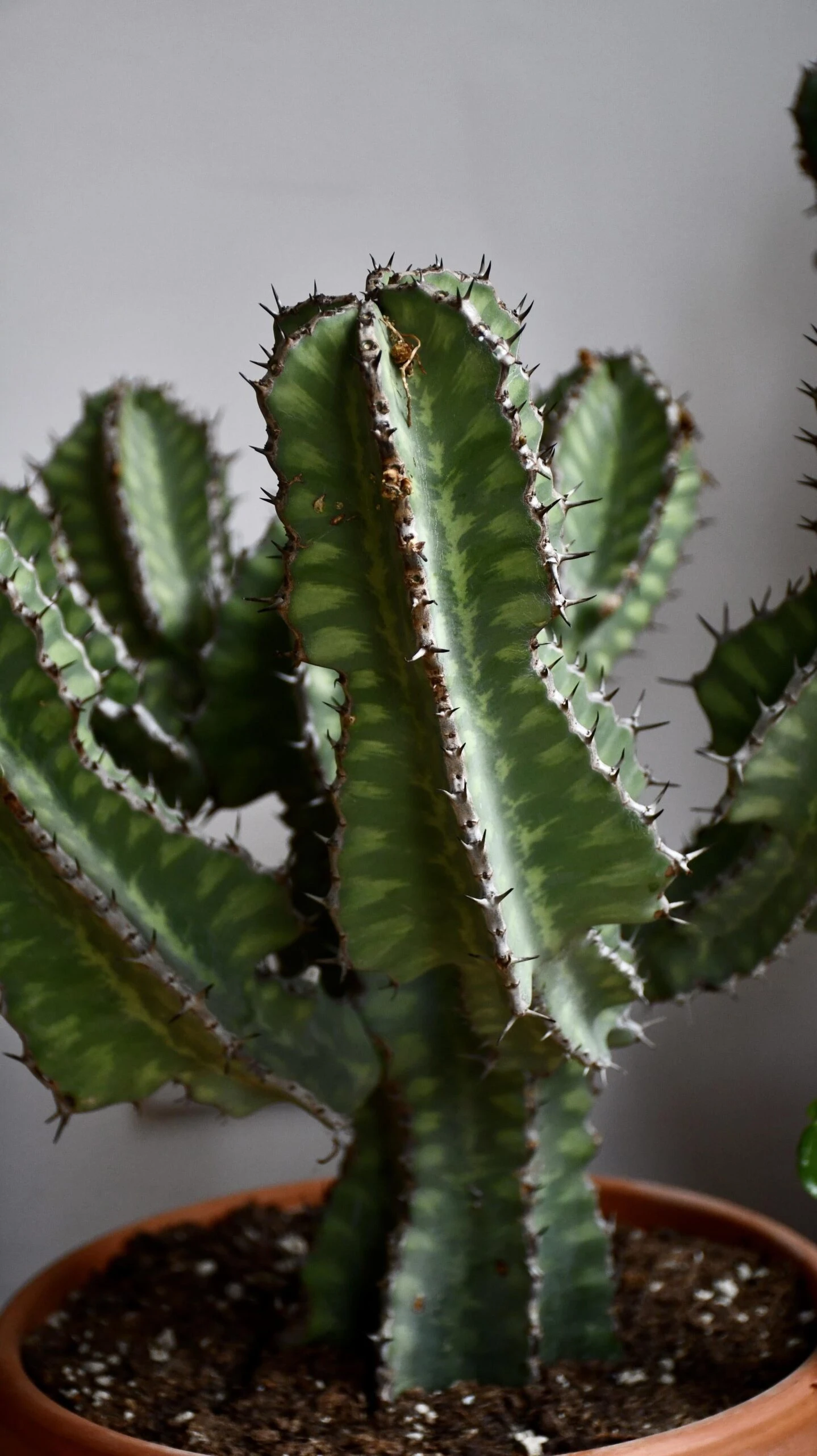 Euphorbia Cooperi - Image 12