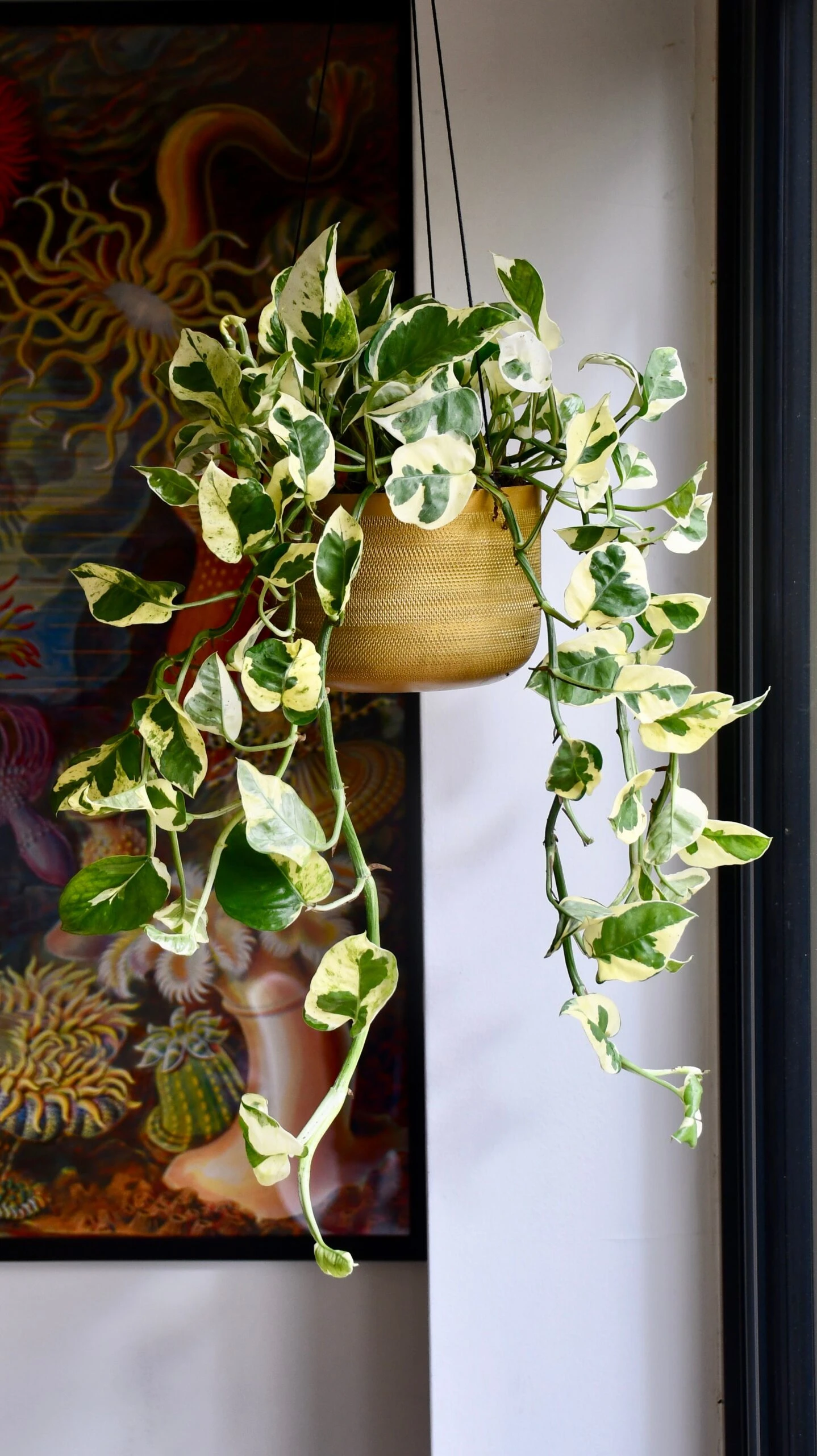 Epipremnum Njoy - Image 3