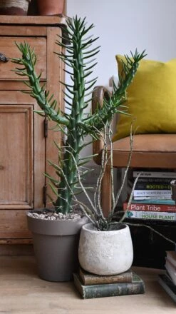 Opuntia Subulata *very Rare*