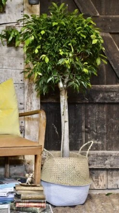 Ficus Benjamina (weeping Fig, Benjamin Fig Or Ficus Tree)