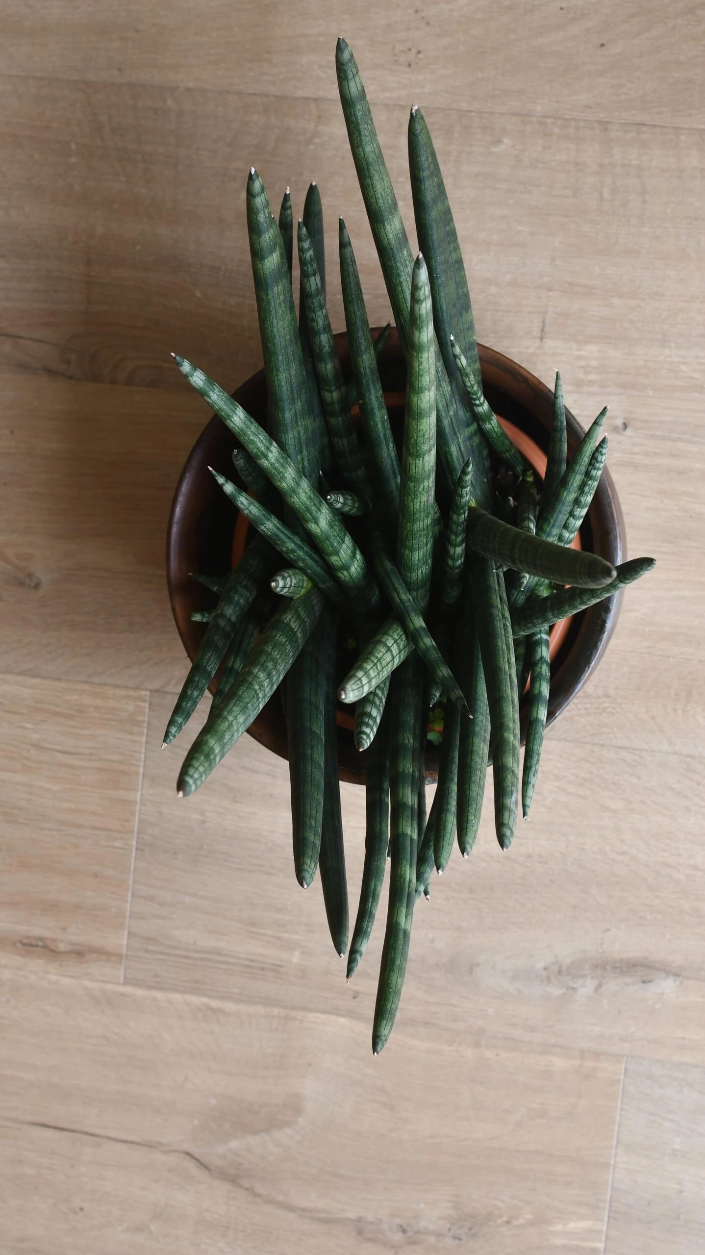 Sansevieria Cylindrica | Cylindrical Snake Plant - Image 2