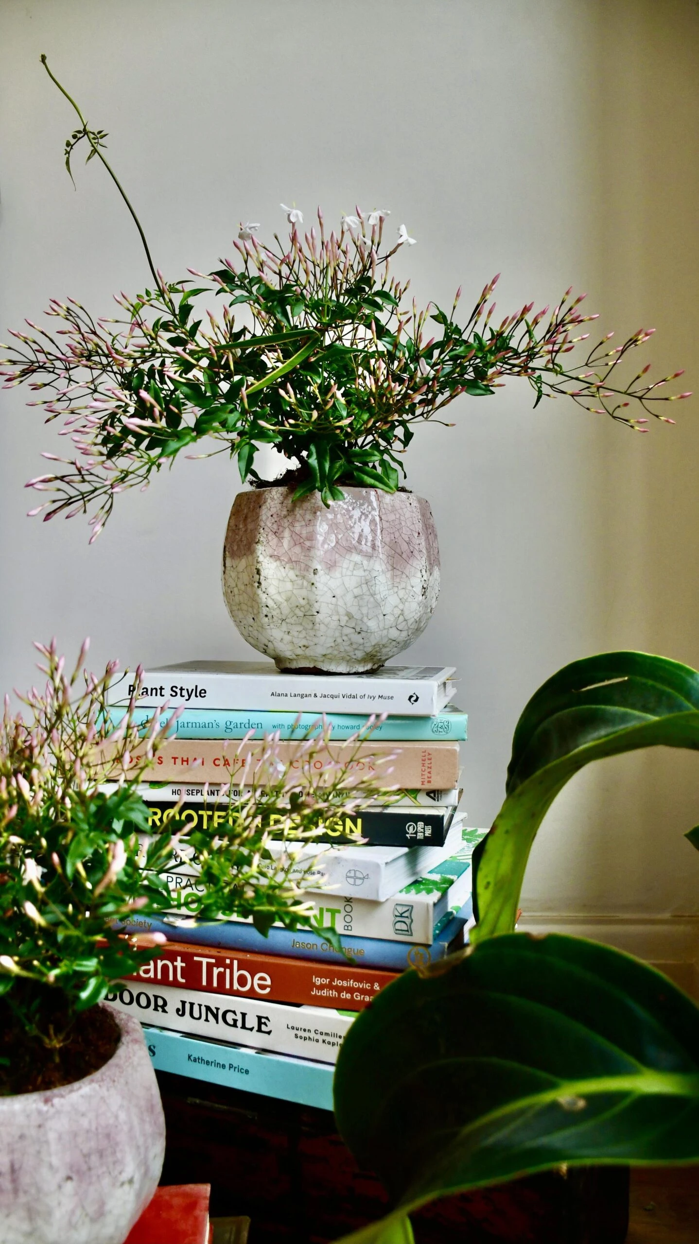 White Jasmine (Jasminum Polyanthium) - Image 2