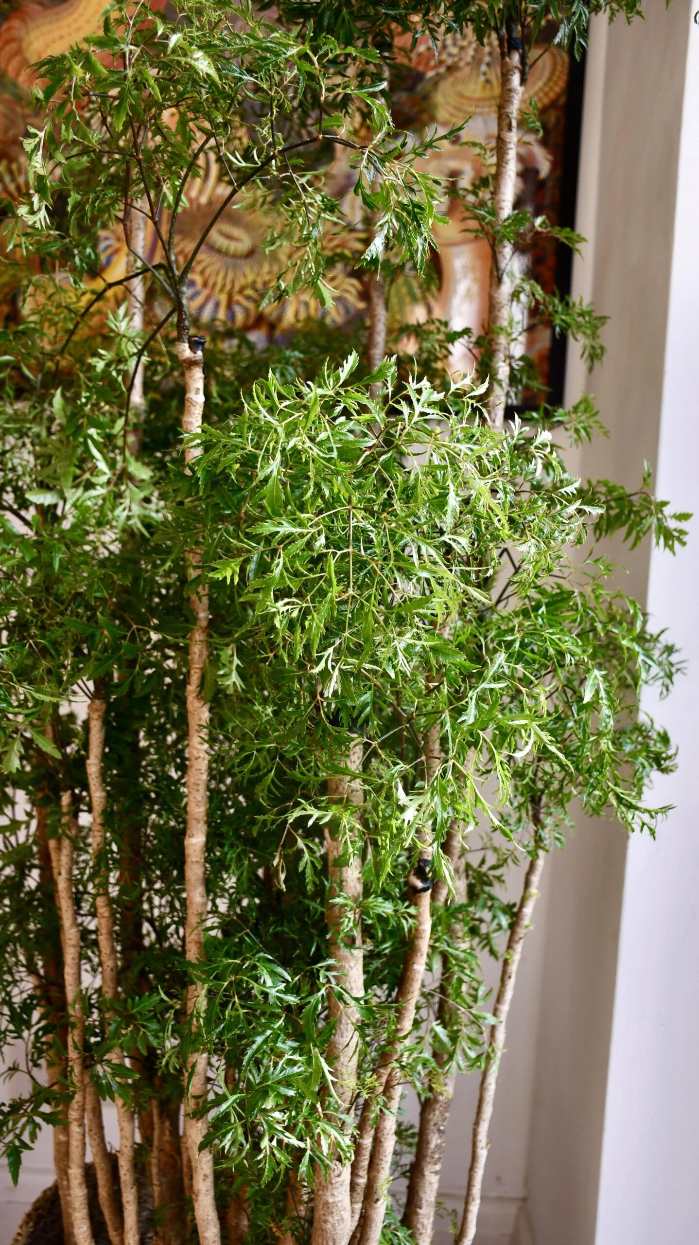 Polyscias Ming Or Aralia Ming - Image 5