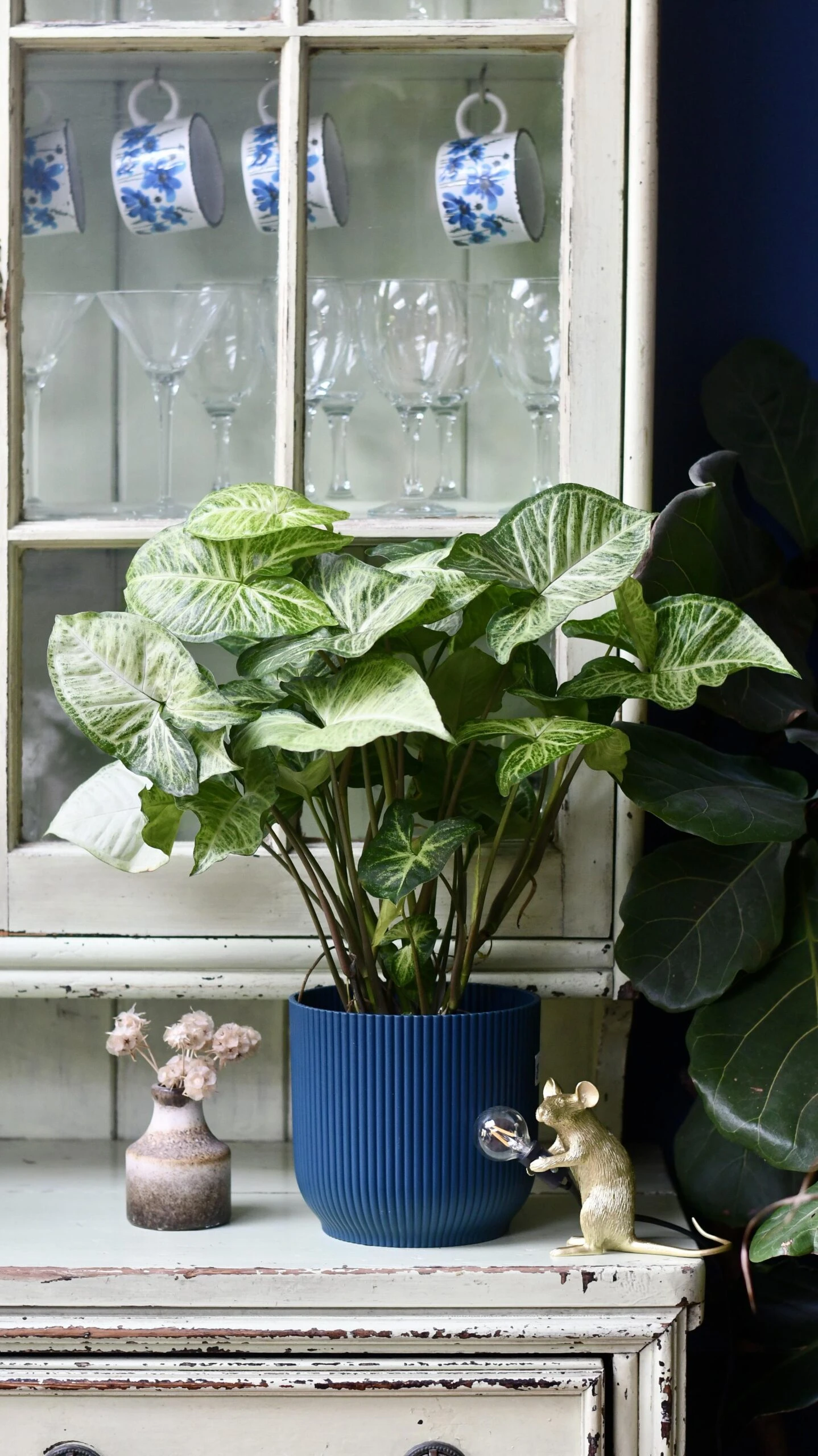 Syngonium White Butterfly And Vibes Pot - Image 5