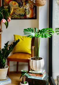 Small Monstera Deliciosa {Large Leaved Elegant Stem Form}