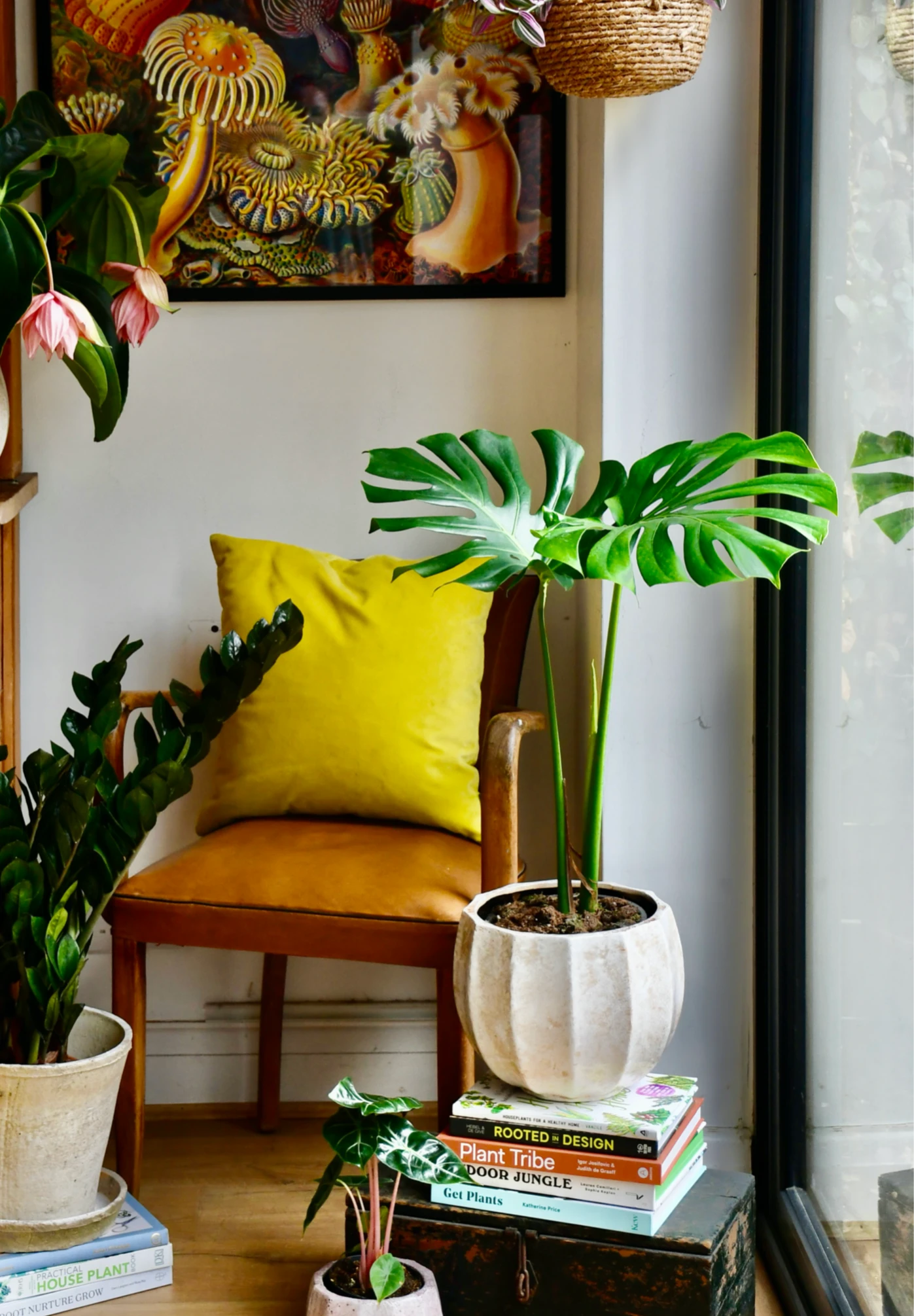 Small Monstera Deliciosa {Large Leaved Elegant Stem Form}