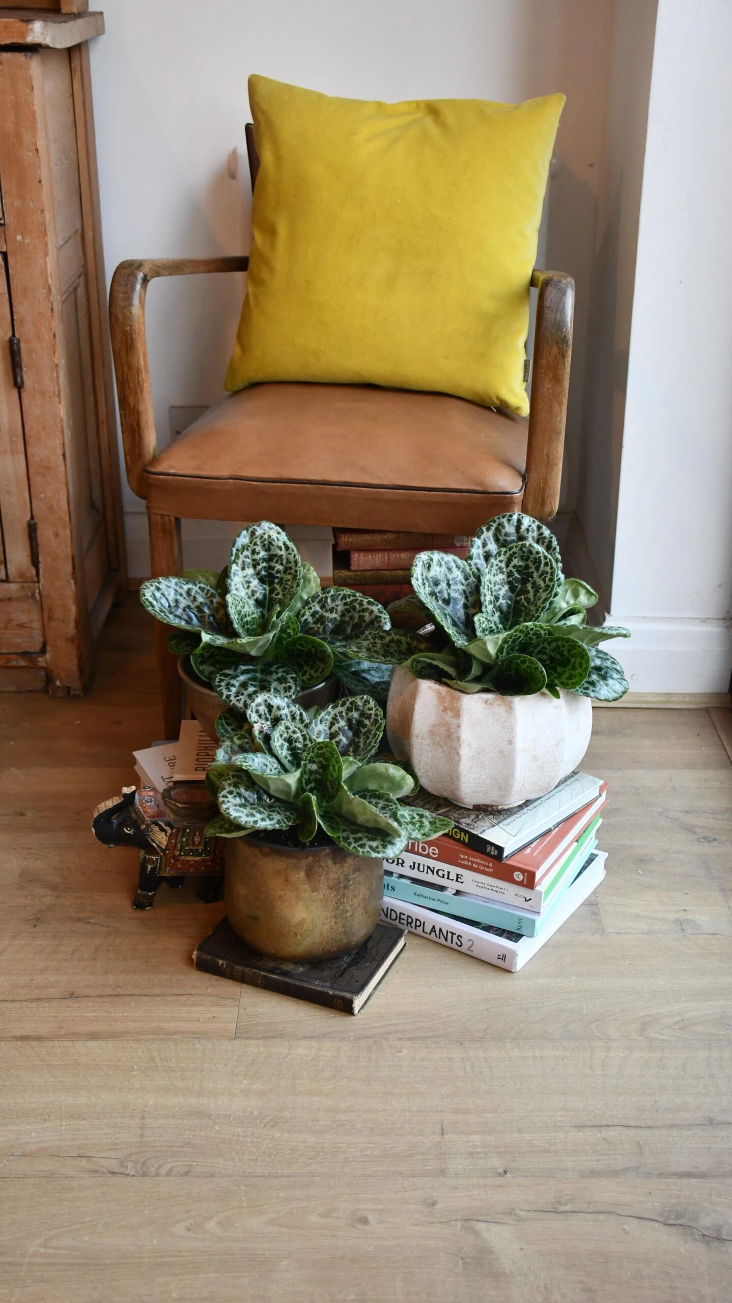 Streptocarpus Pretty Turtle - Image 7