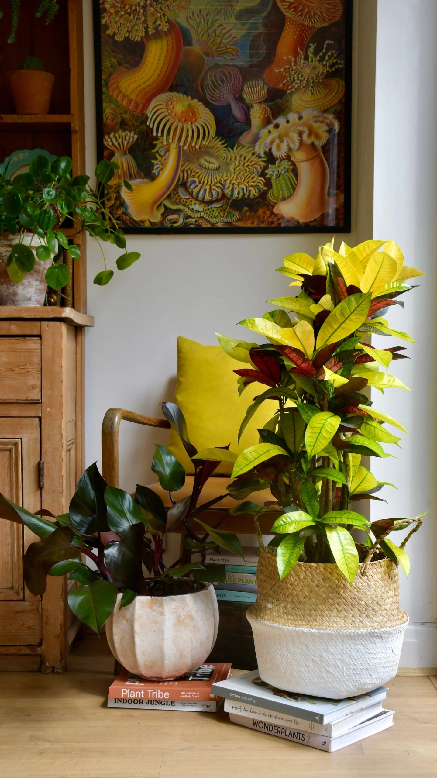 Codiaeum Variegatum 'Mrs Icetonâ