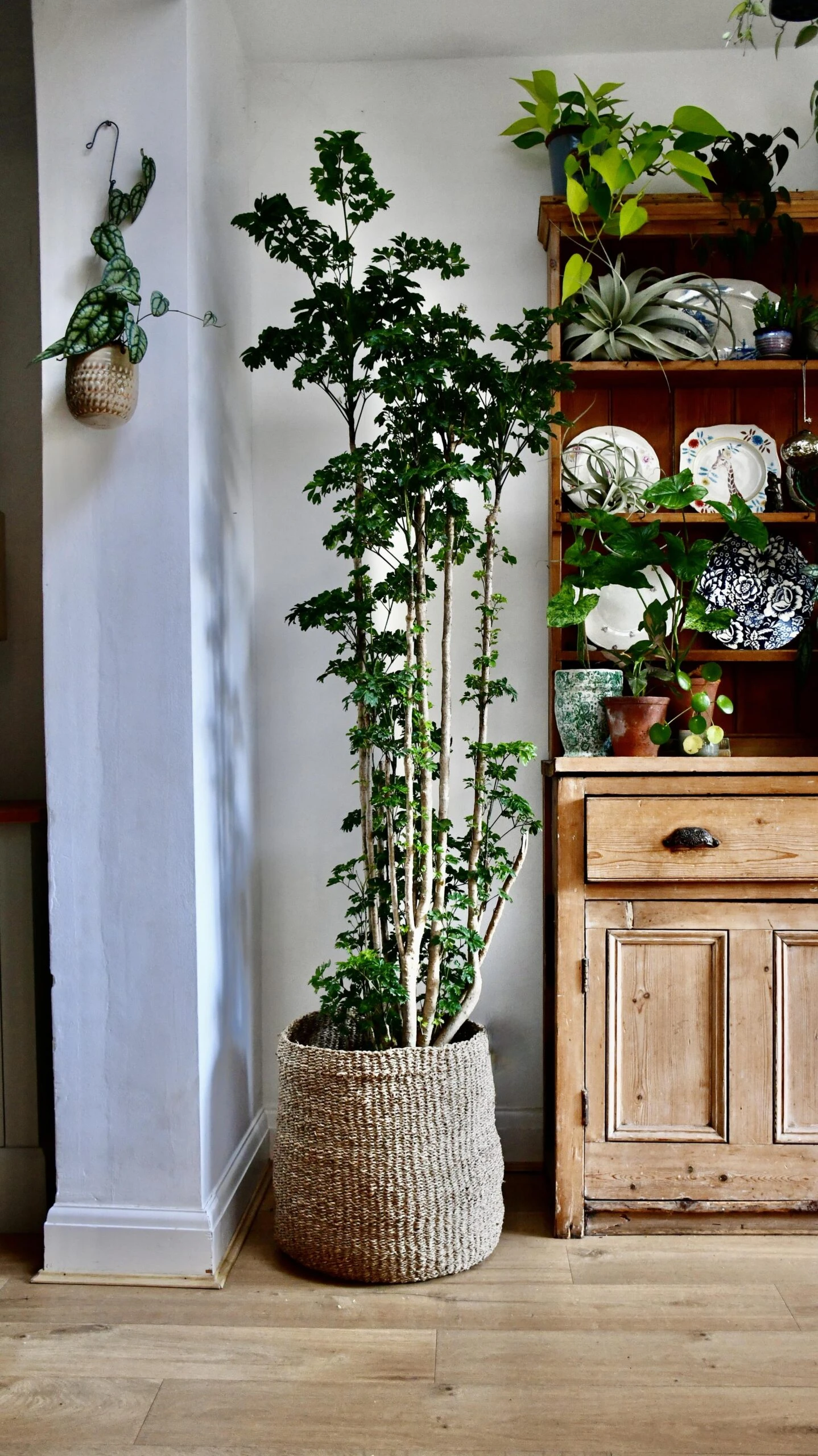 Polyscias Roble, Aralia Roble