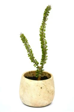 Alluaudia Procera 'Madagascar Ocotillo'