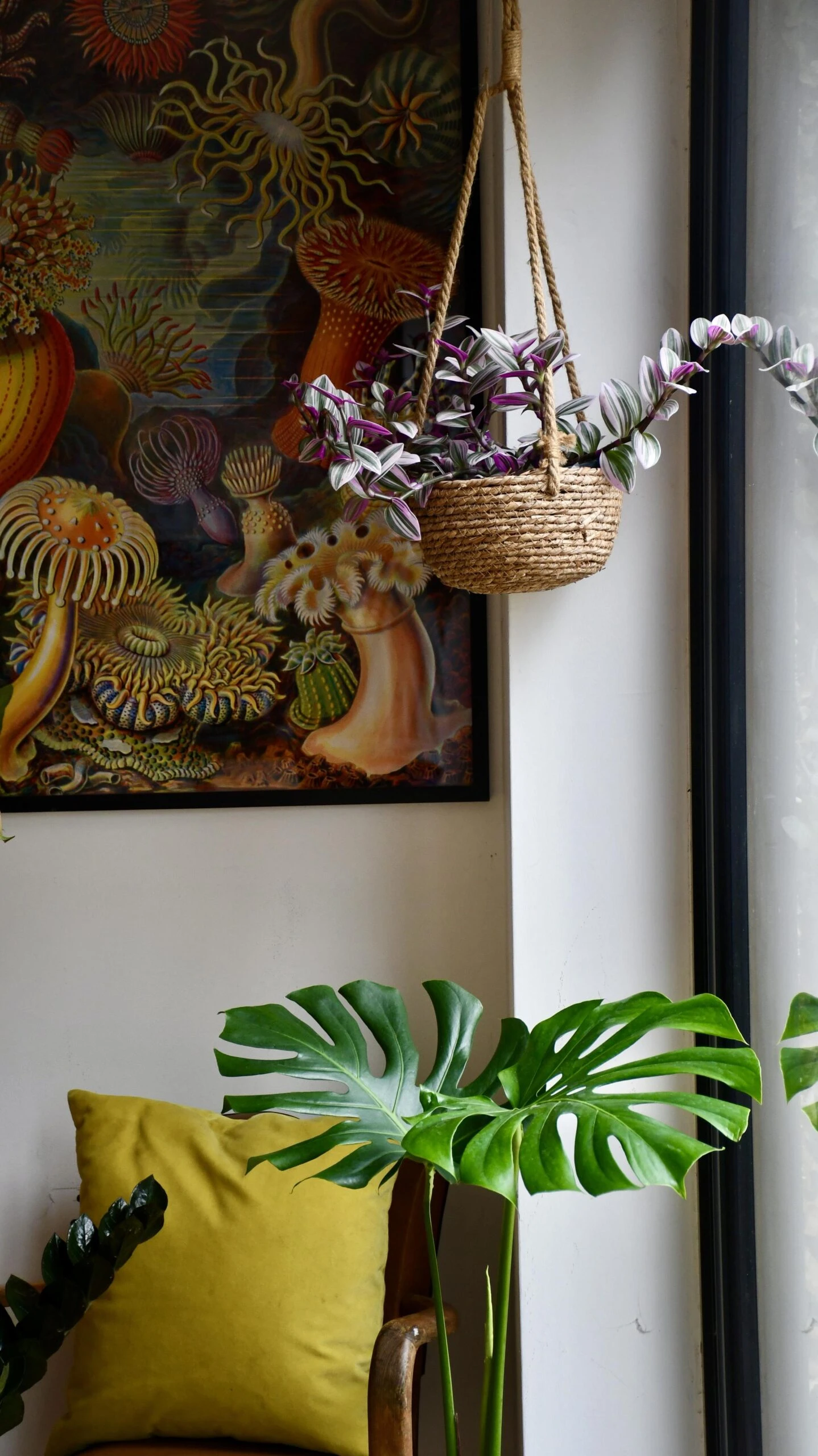 Small Monstera Deliciosa {Large Leaved Elegant Stem Form} - Image 3