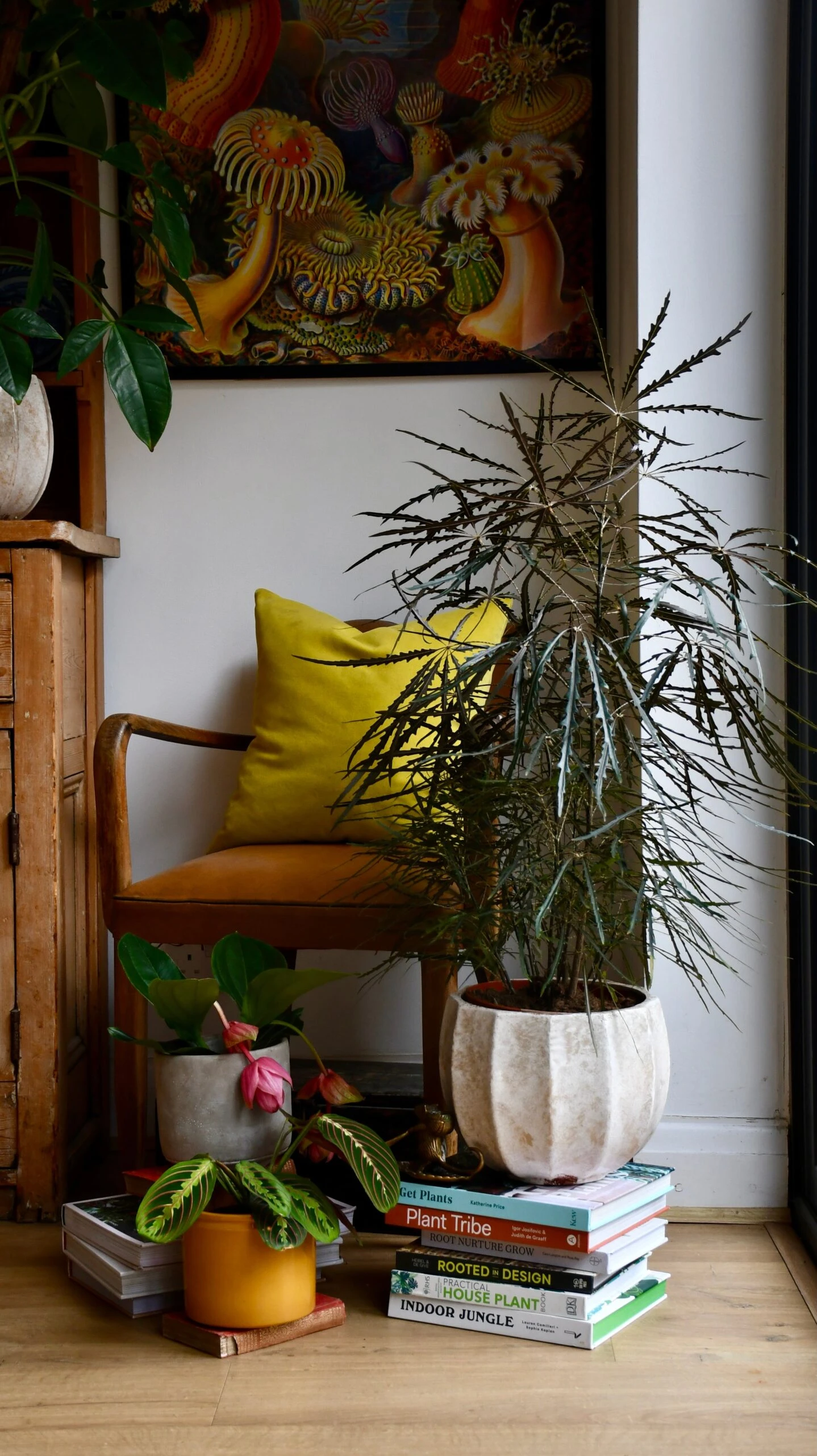 Plerandra Elegantissima Or False Aralia - Image 2