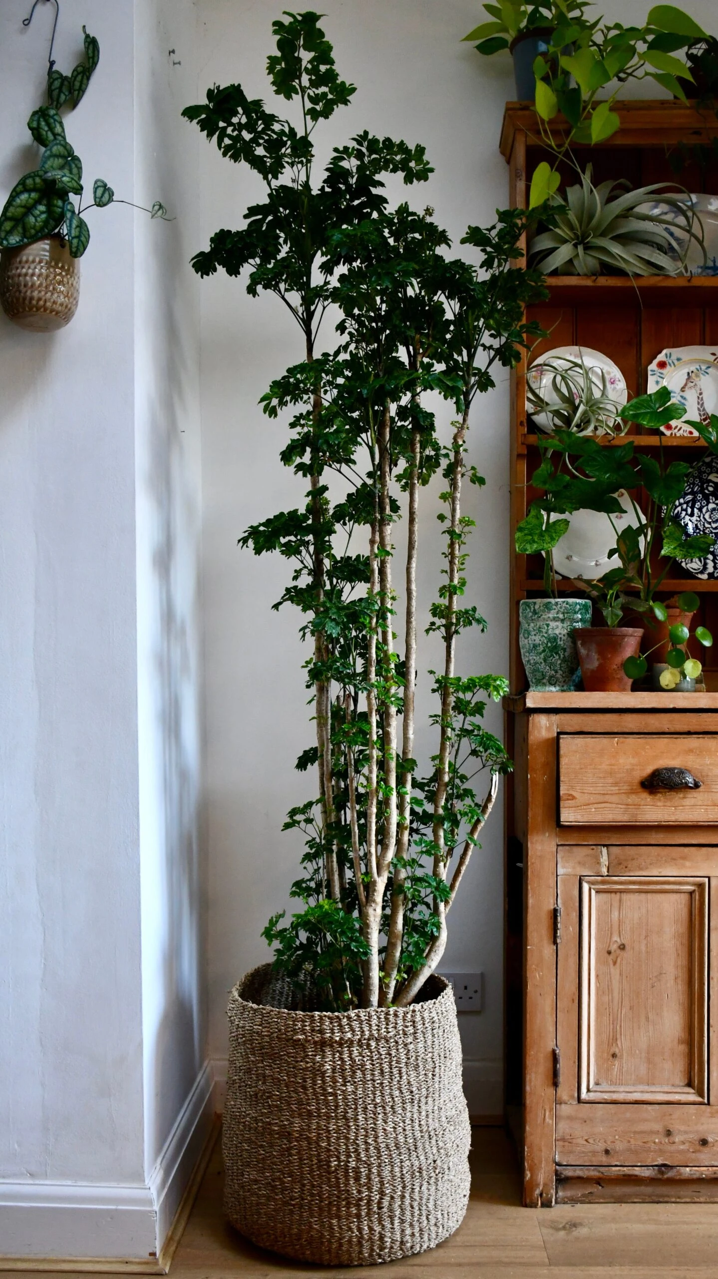 Polyscias Roble, Aralia Roble - Image 3